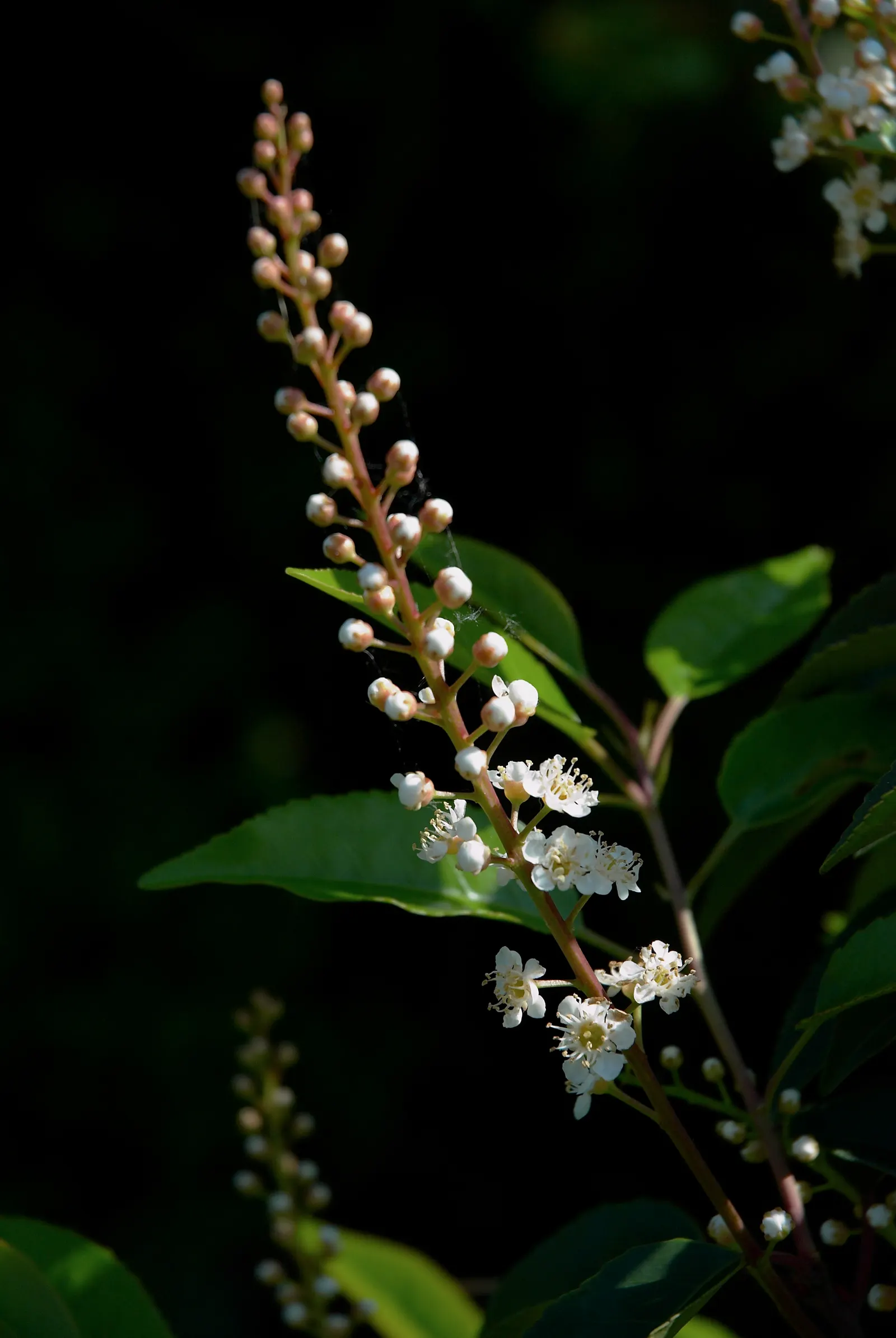 Portugal Laurel (Prunus Lusitanica) — The Portugal Laurel (Prunus lusitanica) is a lush, evergreen shrub or small tree, reaching 18-20 feet; ideal for hedges