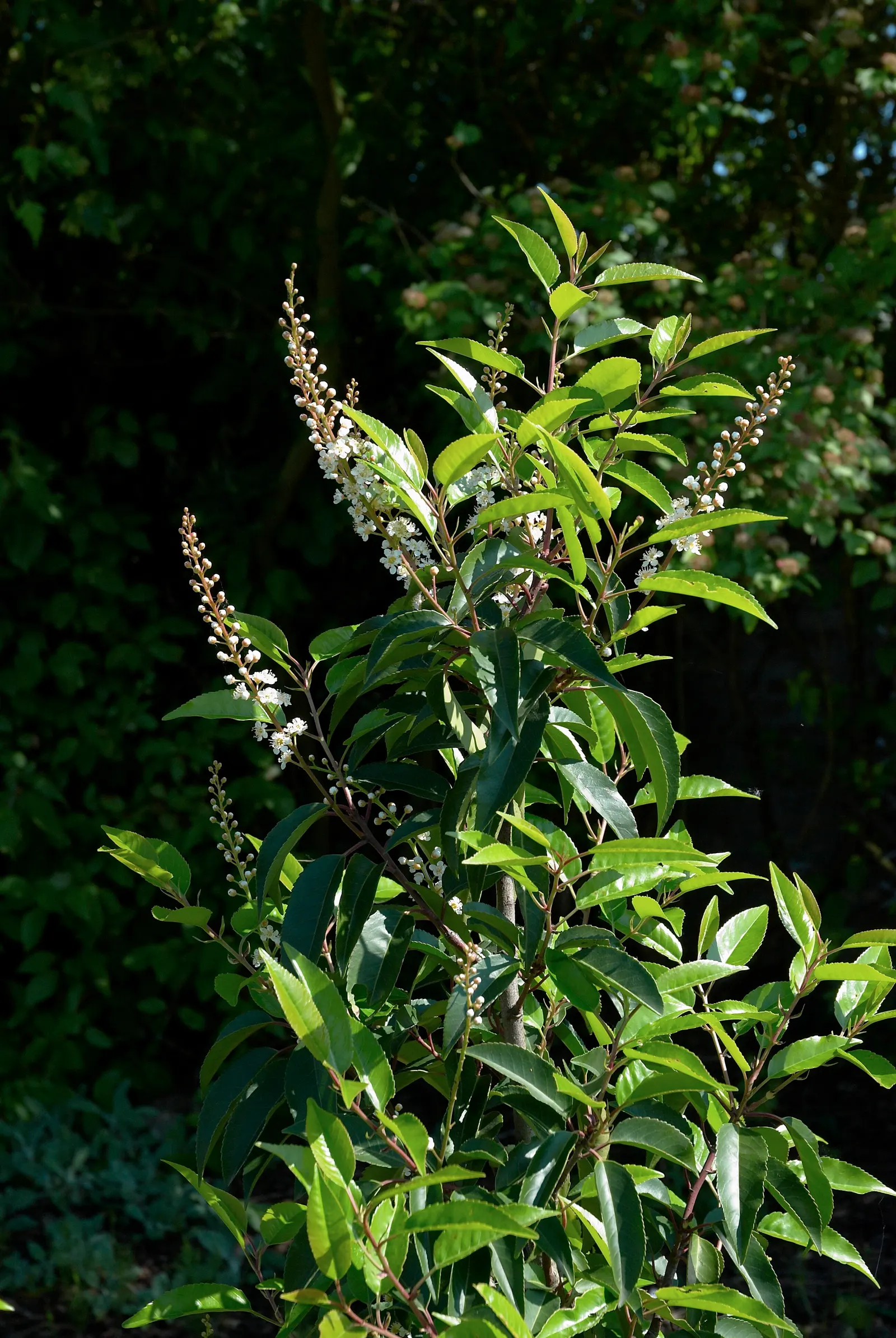 Portugal Laurel (Prunus Lusitanica) — The Portugal Laurel is hardy in USDA zones 6-9