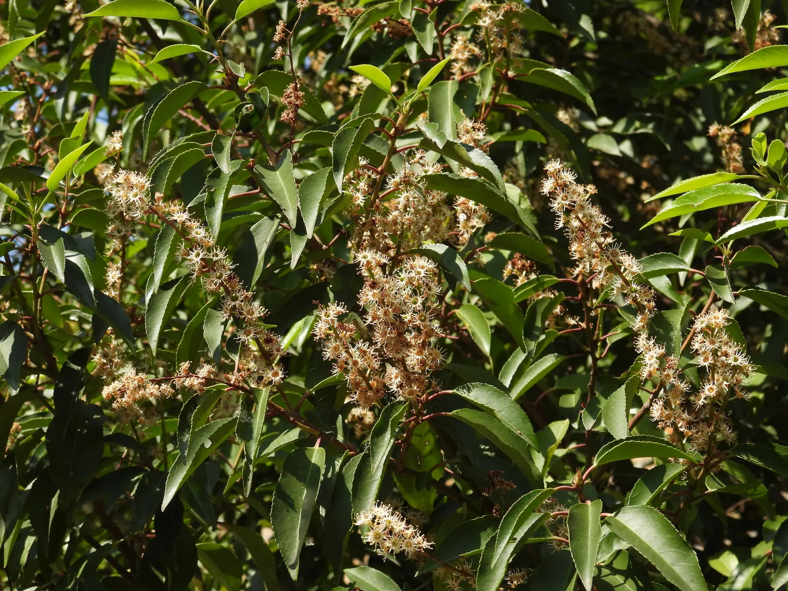 Portugal Laurel (Prunus Lusitanica) — Ideal for hedges and privacy screens, it requires minimal pruning to maintain shape and size; water requirements are