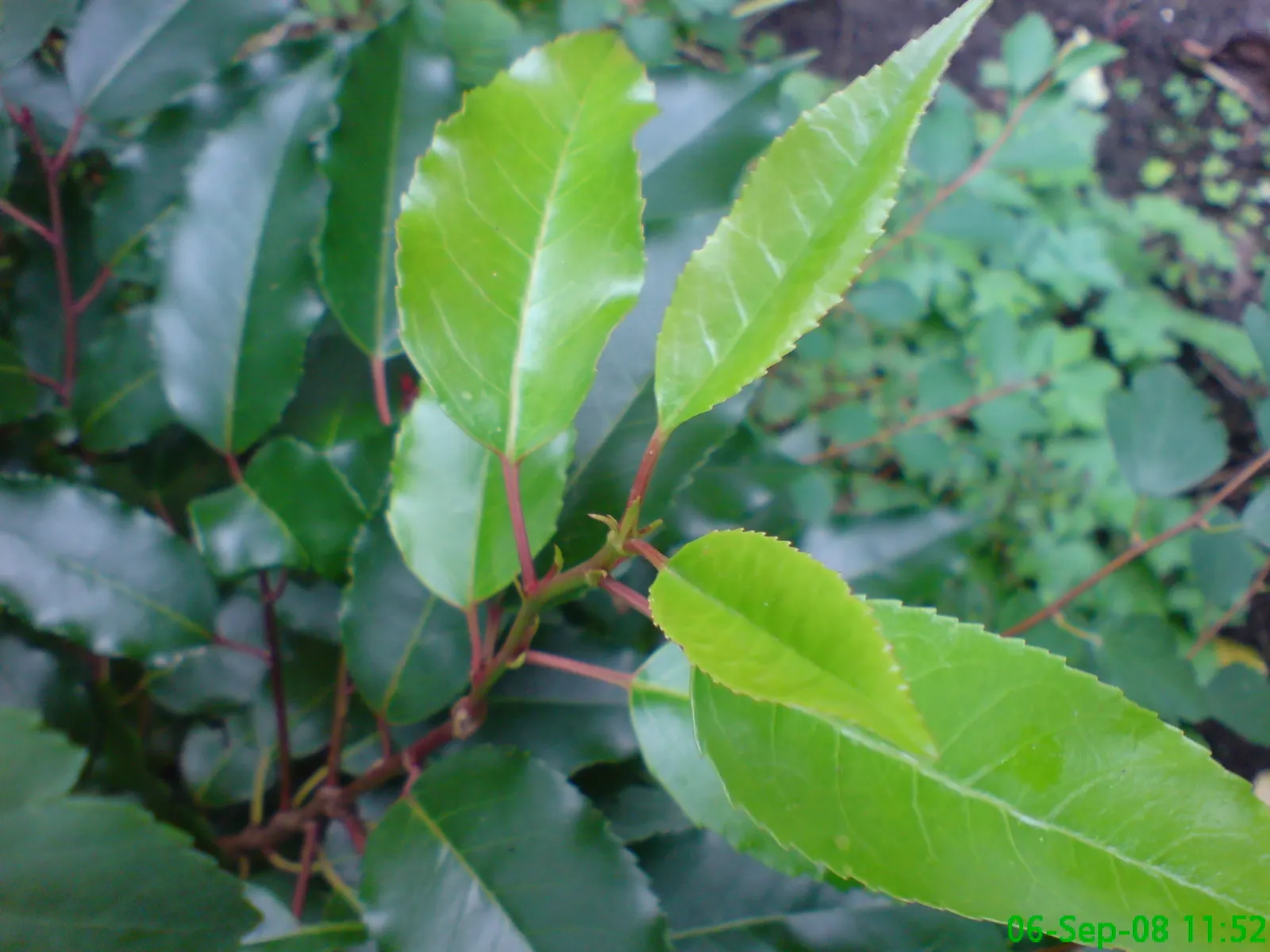 Portugal Laurel (Prunus Lusitanica) — or you can feature it as a focal point in a mixed border