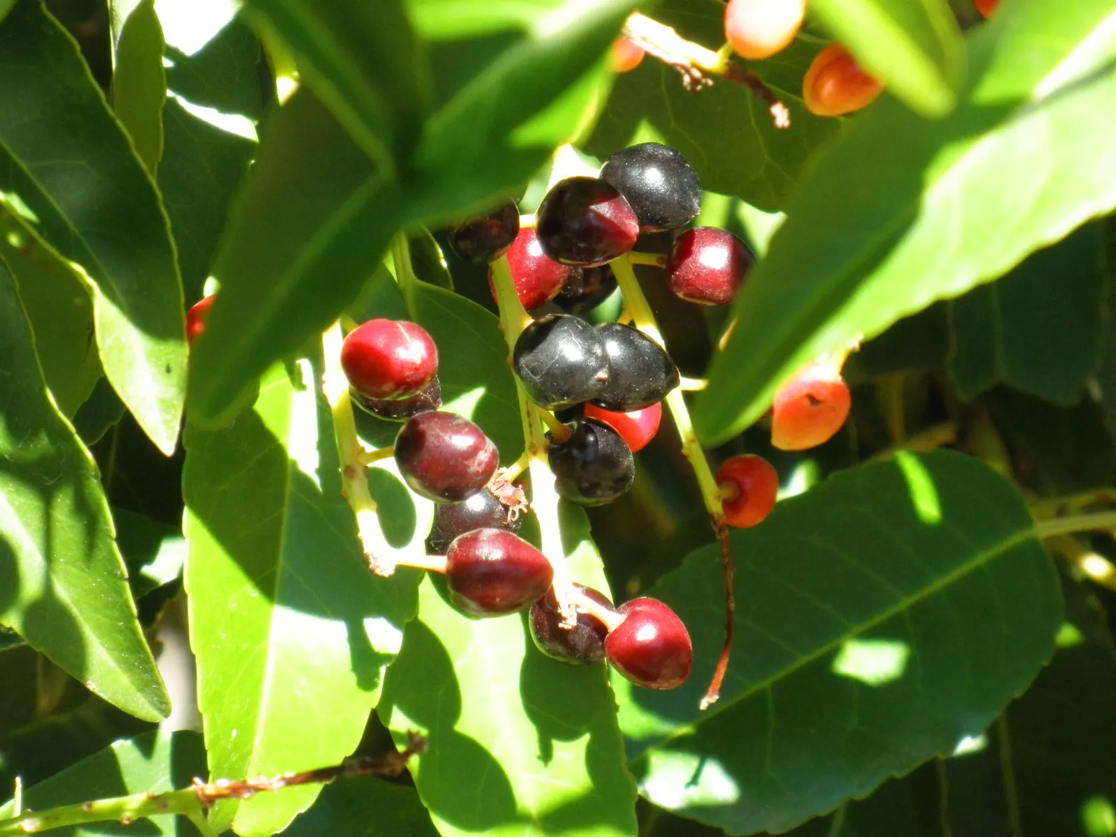 Portugal Laurel (Prunus Lusitanica) — leathery leaves that measure around 4 to 10 inches in length; this robust plant can reach a mature height of 10 to 20 feet