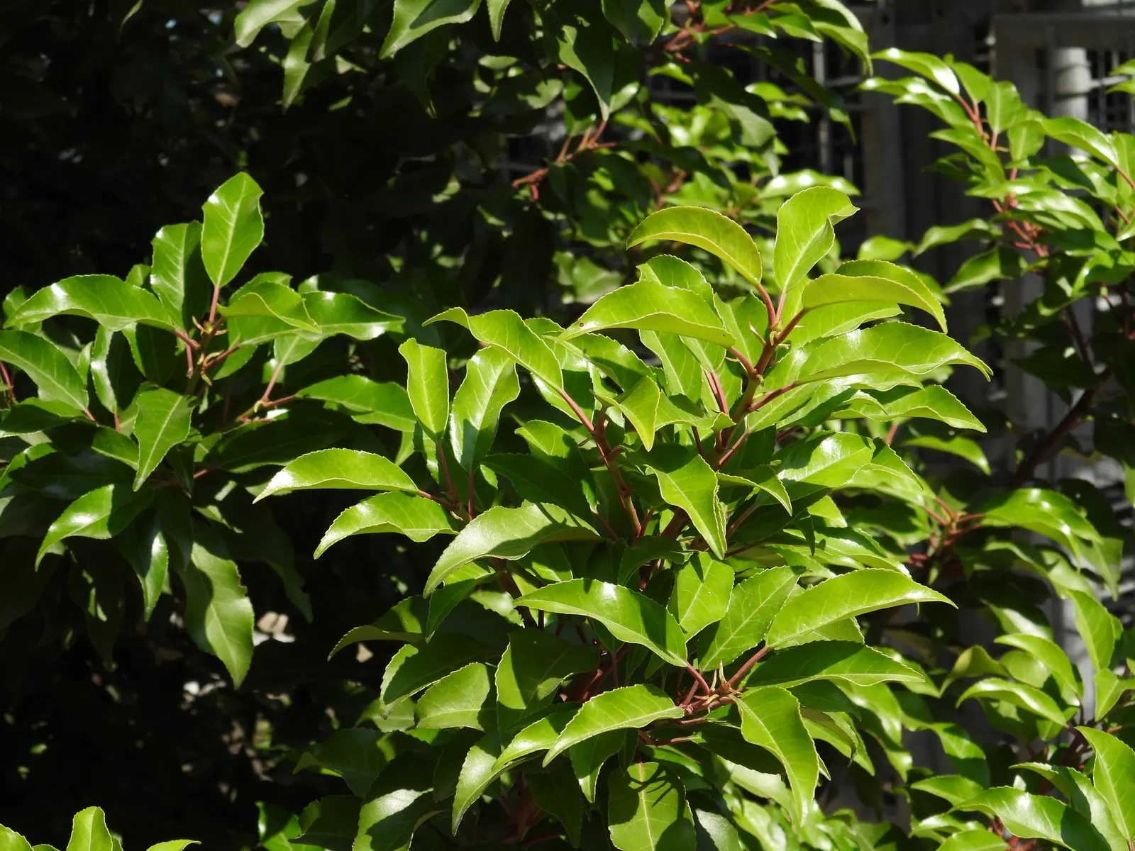 Portugal Laurel (Prunus Lusitanica) — which are attractive to pollinators like bees and butterflies