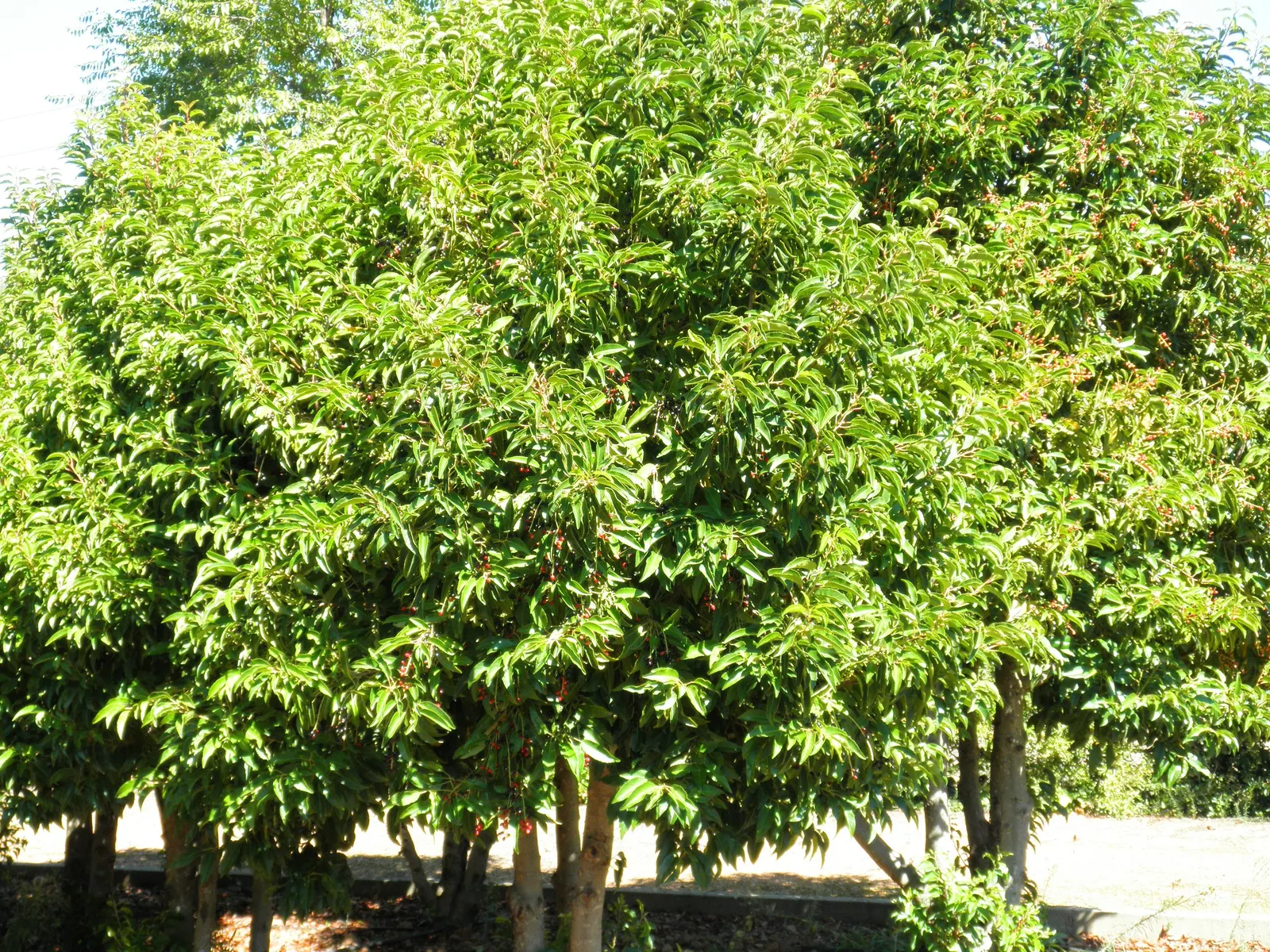 Portugal Laurel (Prunus Lusitanica) — or you can feature it as a focal point in a mixed border; shrub / tree for full