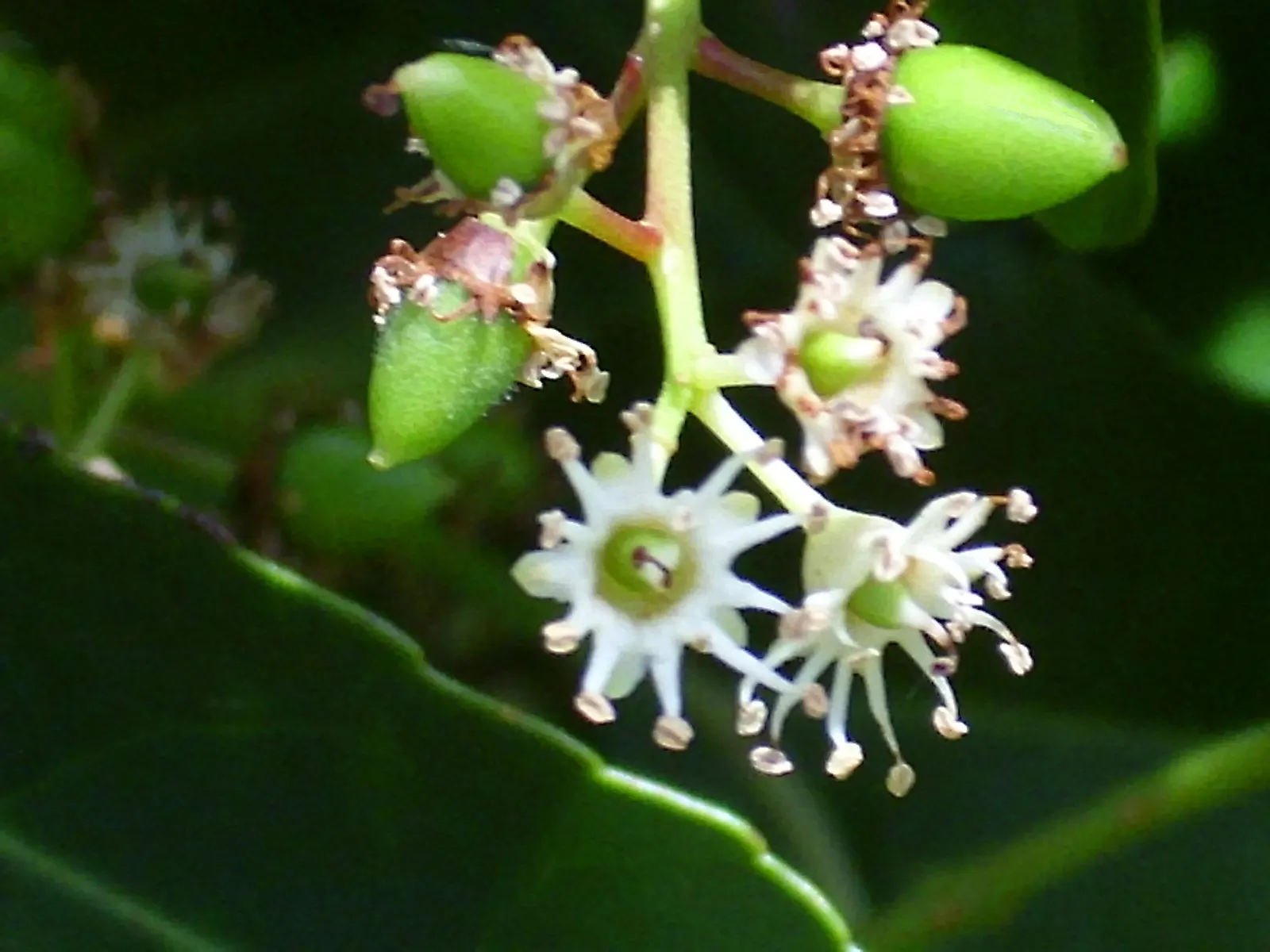 Portugal Laurel (Prunus Lusitanica) — red to purple-black berries appear, image 50