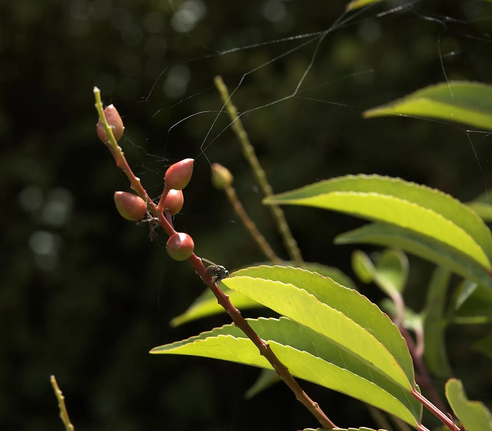 Portugal Laurel (Prunus Lusitanica) — This hardy, versatile plant thrives in full sun to partial shade and adapts to various soils