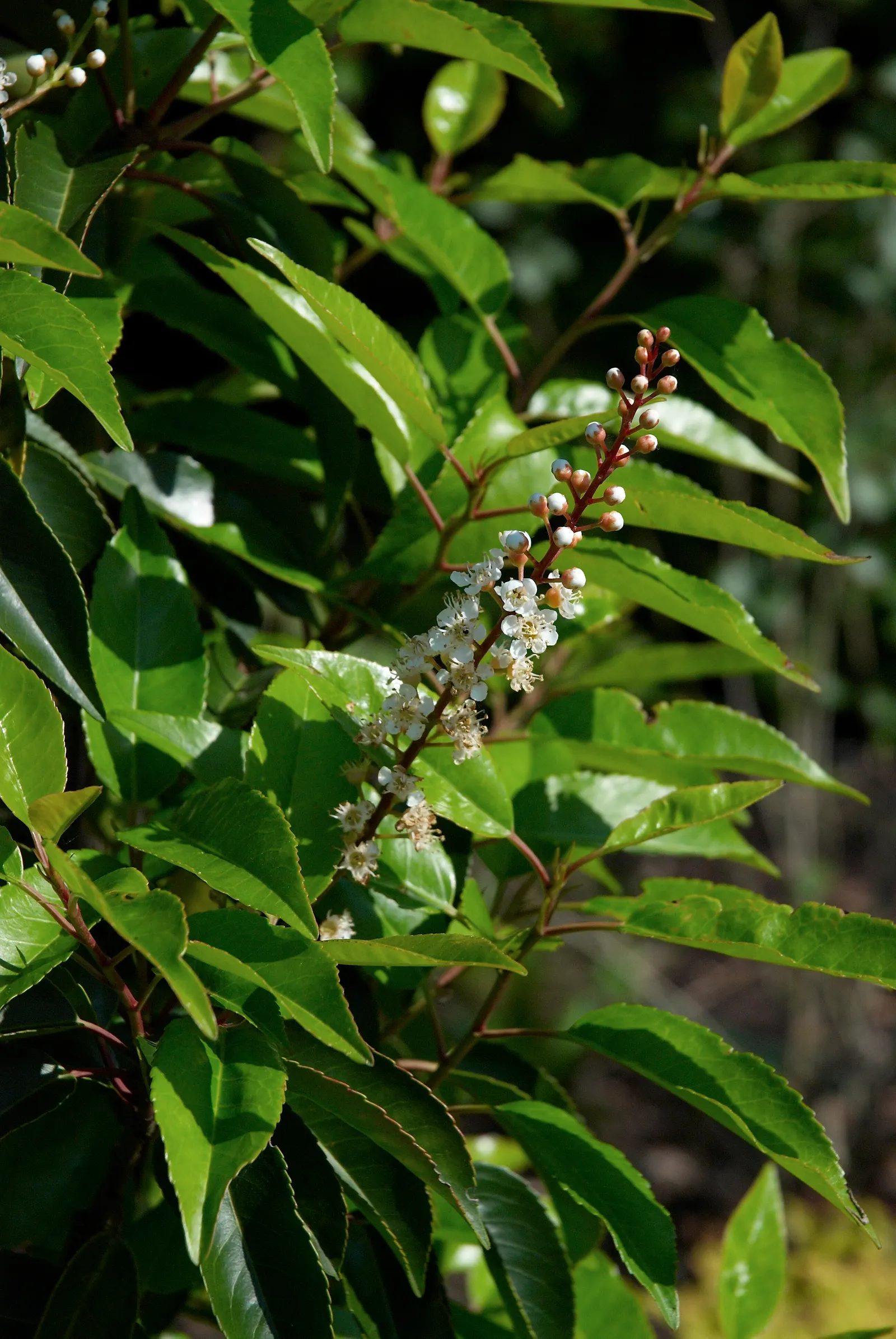 Portugal Laurel (Prunus Lusitanica) — and versatility to the design