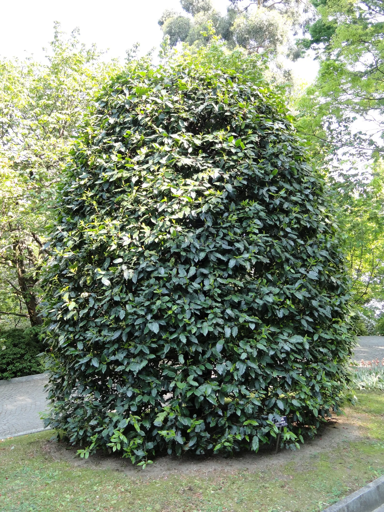 Portugal Laurel (Prunus Lusitanica) — In late spring to early summer; for optimal growth and form