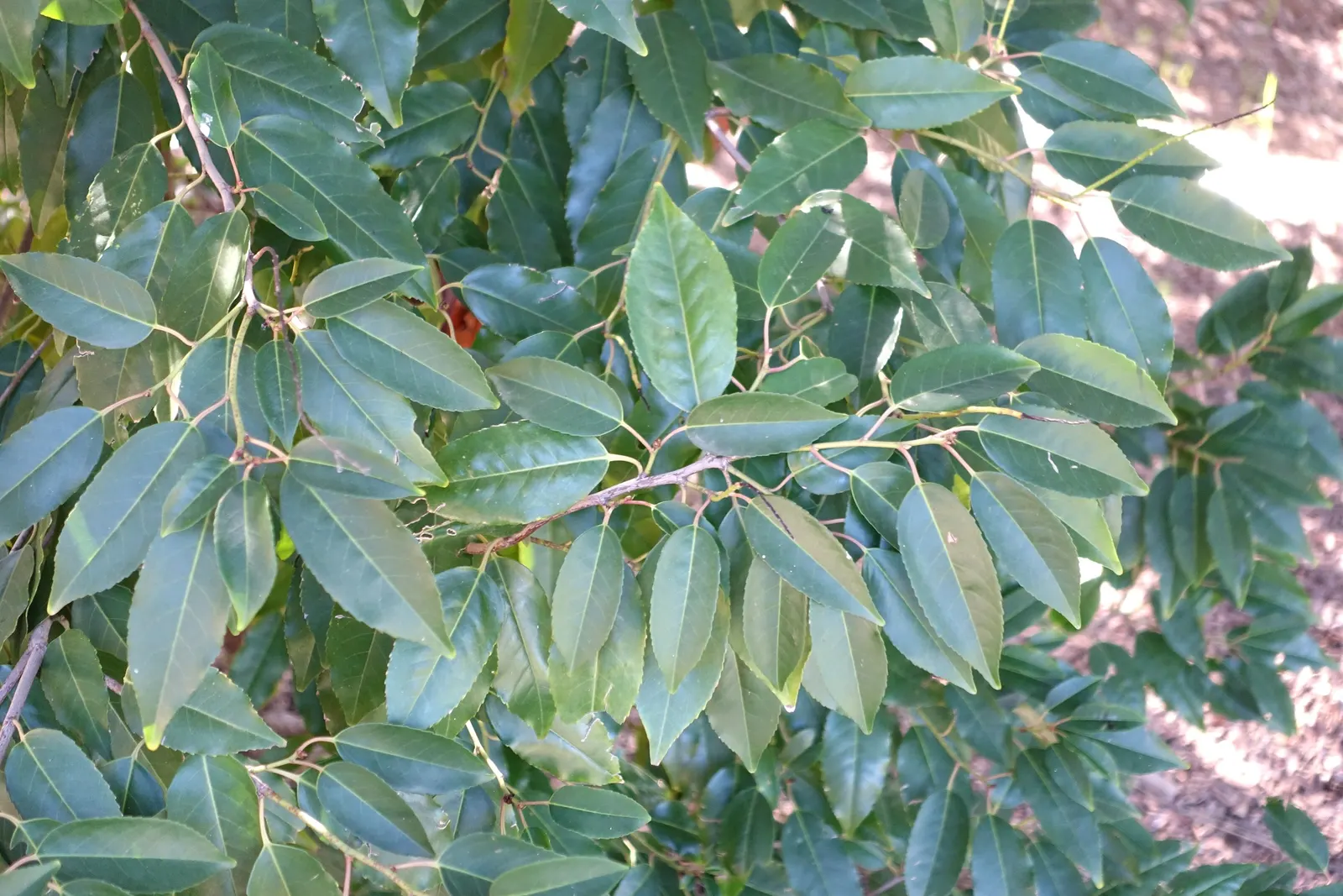 Portugal Laurel (Prunus Lusitanica) — The Portugal Laurel (Prunus lusitanica) is a lush, evergreen shrub or small tree, reaching 18-20 feet