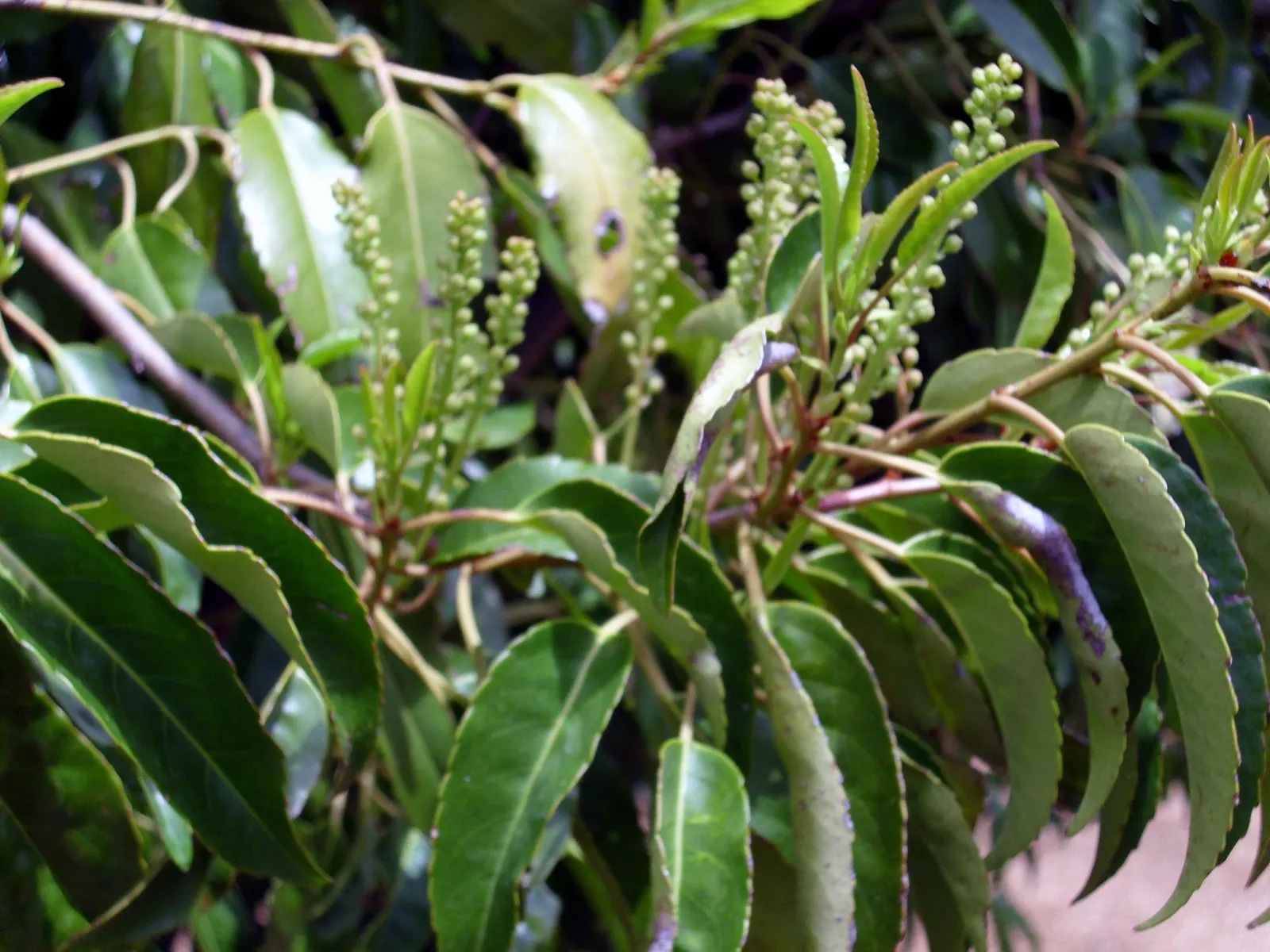 Portugal Laurel (Prunus Lusitanica) — this plant prefers well-drained soil and can tolerate partial shade to full sun exposure; commonly referred to as