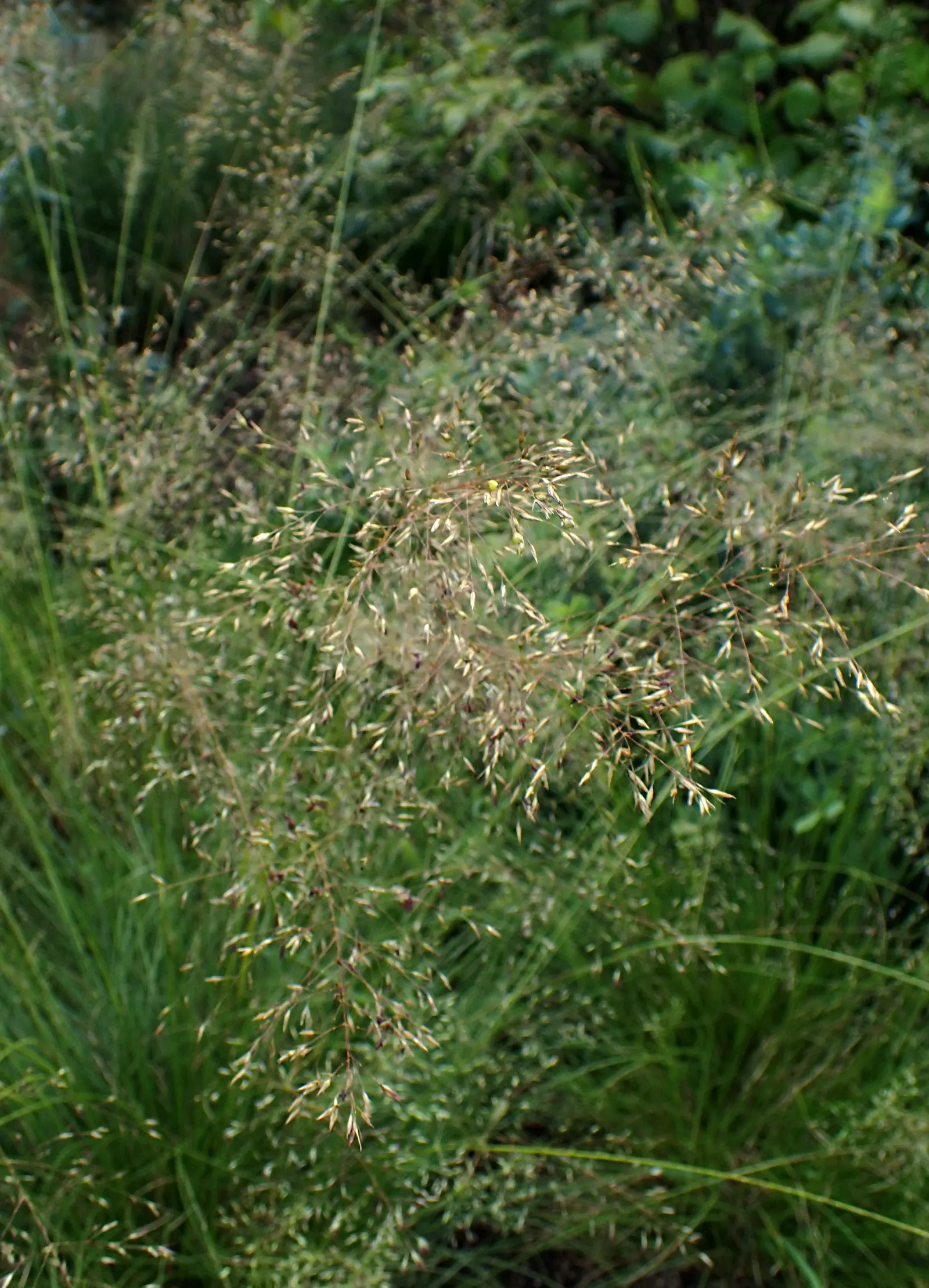 Prairie Dropseed (Sporobolus Heterolepis) — It typically grows to a height of 2 to 3 feet and spreads equally wide; scientifically named Sporobolus heterolepis