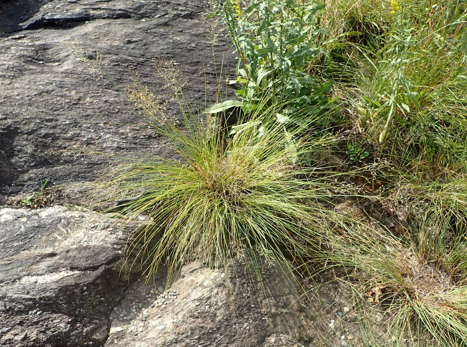 Prairie Dropseed (Sporobolus Heterolepis) — fragrant blooms rising above in late summer; it is an ideal choice for sustainable landscapes