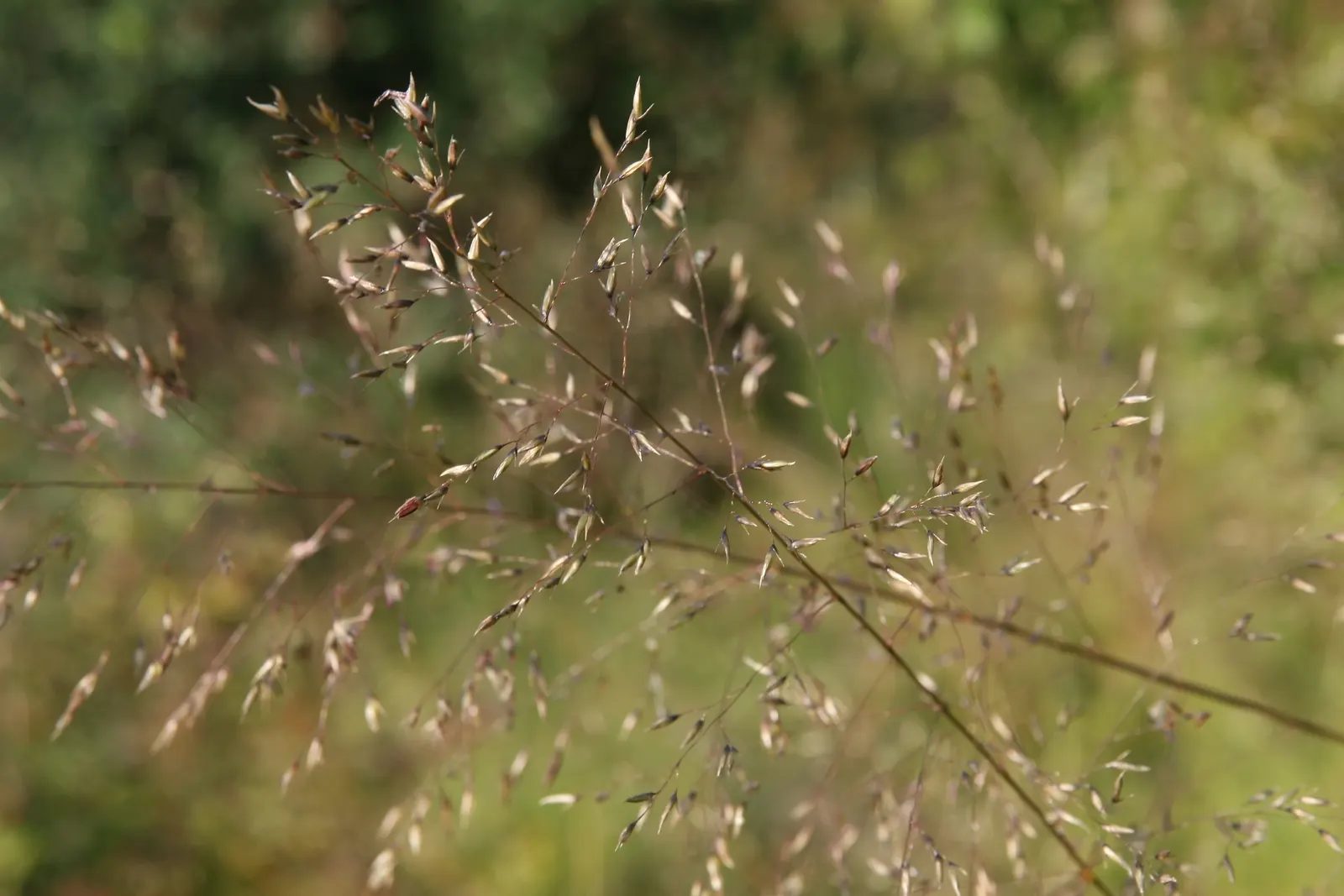 Prairie Dropseed (Sporobolus Heterolepis) — and naturalized areas.<br><br>When incorporating Prairie Dropseed into your design