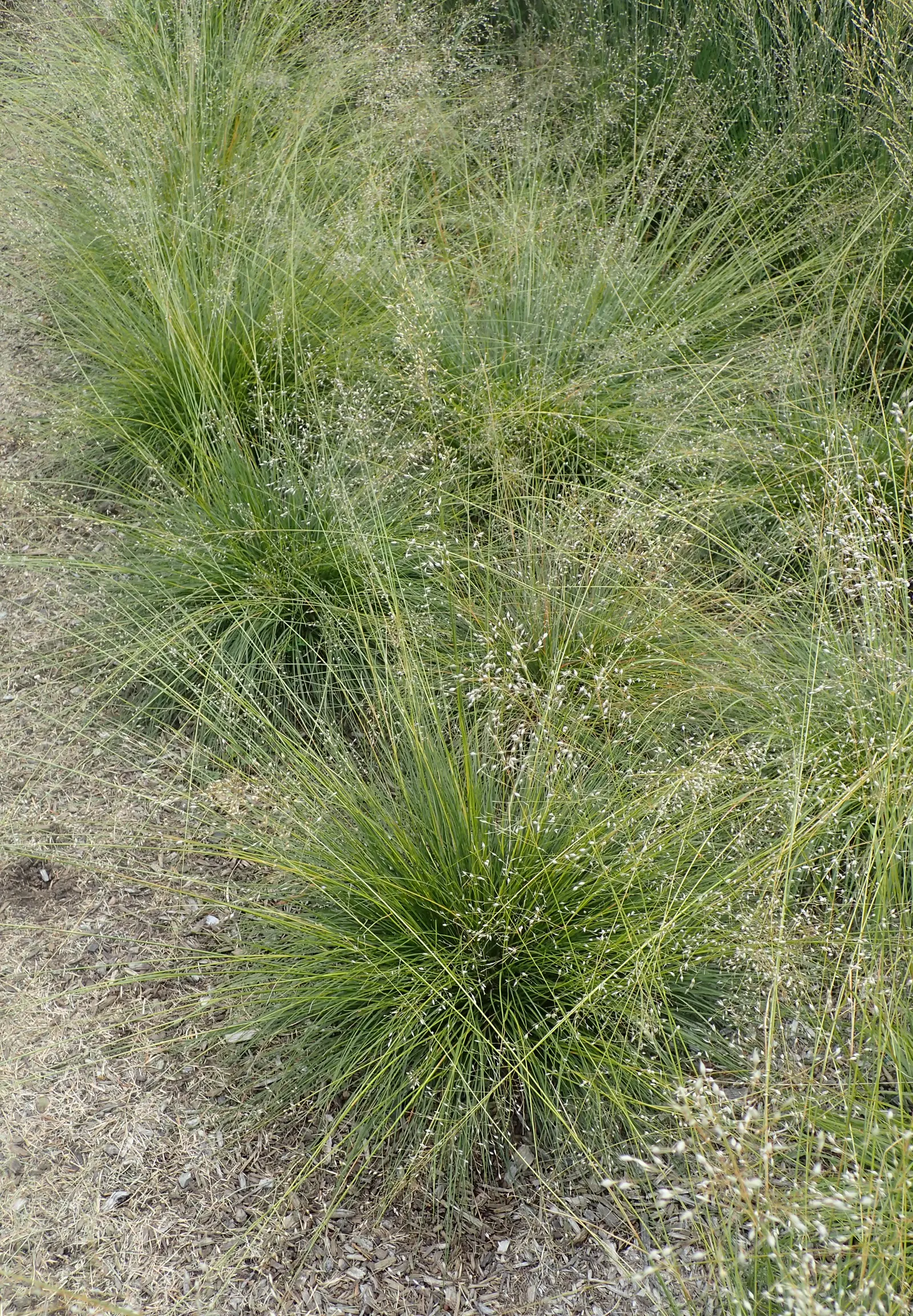 Prairie Dropseed (Sporobolus Heterolepis) — emerald-green leaves that turn a golden hue with touches of orange in the fall; pink flowers in the garden