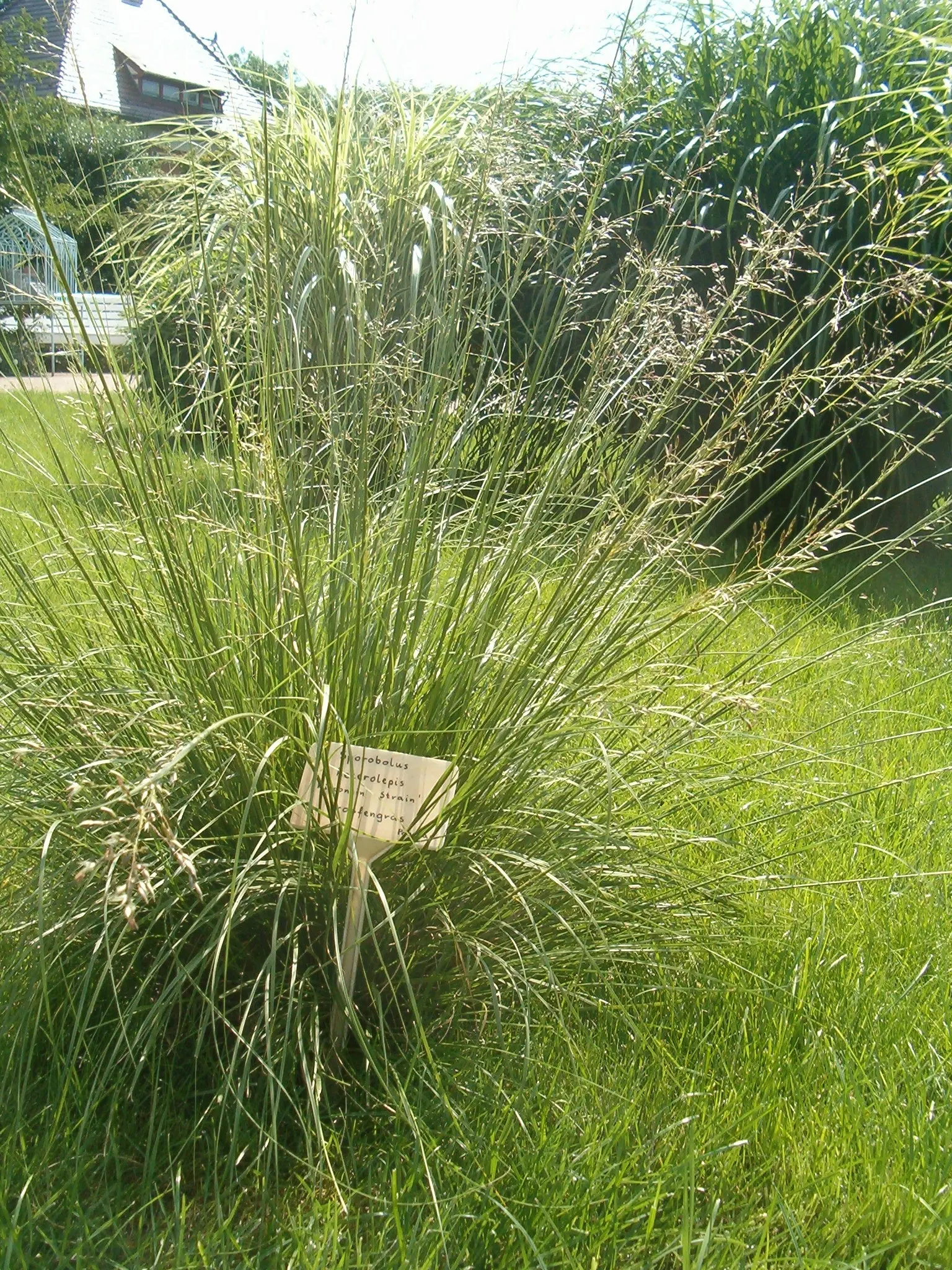 Prairie Dropseed (Sporobolus Heterolepis) — scientifically named Sporobolus heterolepis