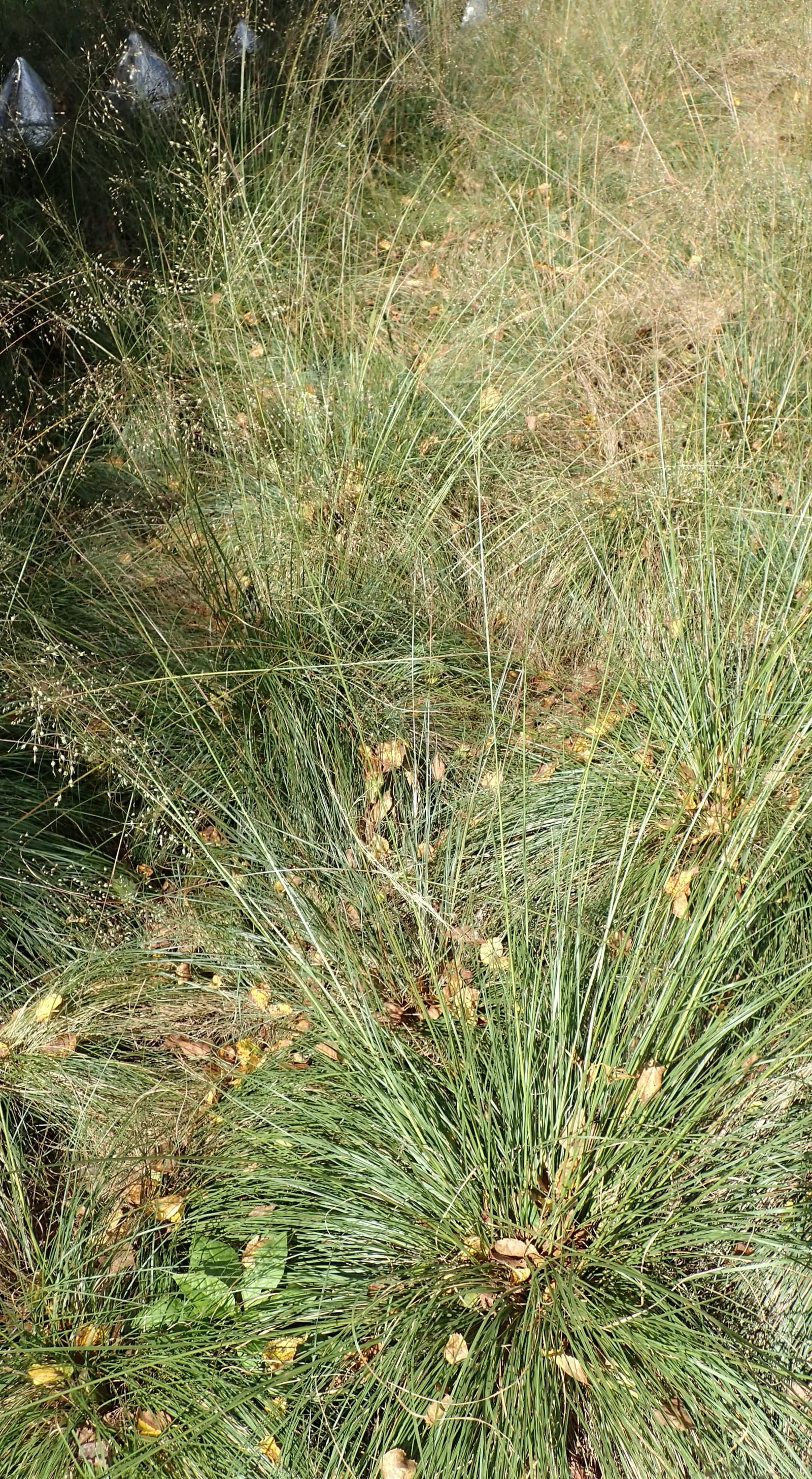 Prairie Dropseed (Sporobolus Heterolepis) — Ideal for borders and naturalistic plantings with year-round visual interest; sporobolus heterolepis is