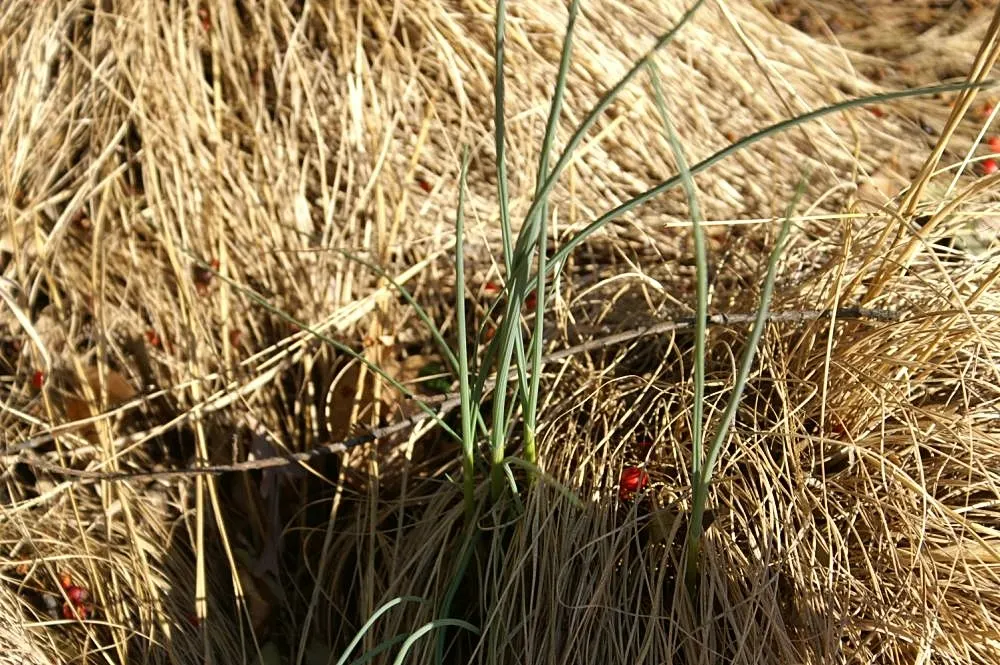 Prairie Dropseed (Sporobolus Heterolepis) — It is an ideal choice for sustainable landscapes