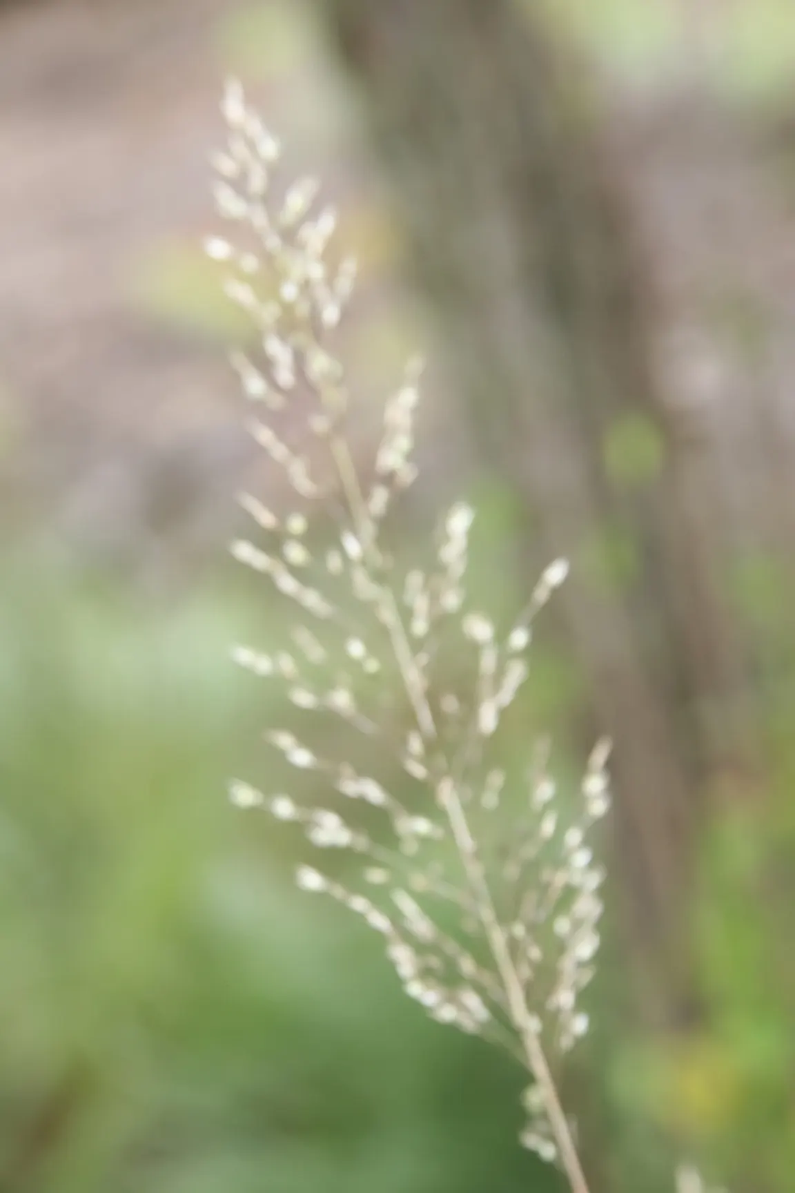 Prairie Dropseed (Sporobolus Heterolepis) — In late summer to early fall; adaptable and hardy, it thrives in full sun and well-drained soils, requiring minimal