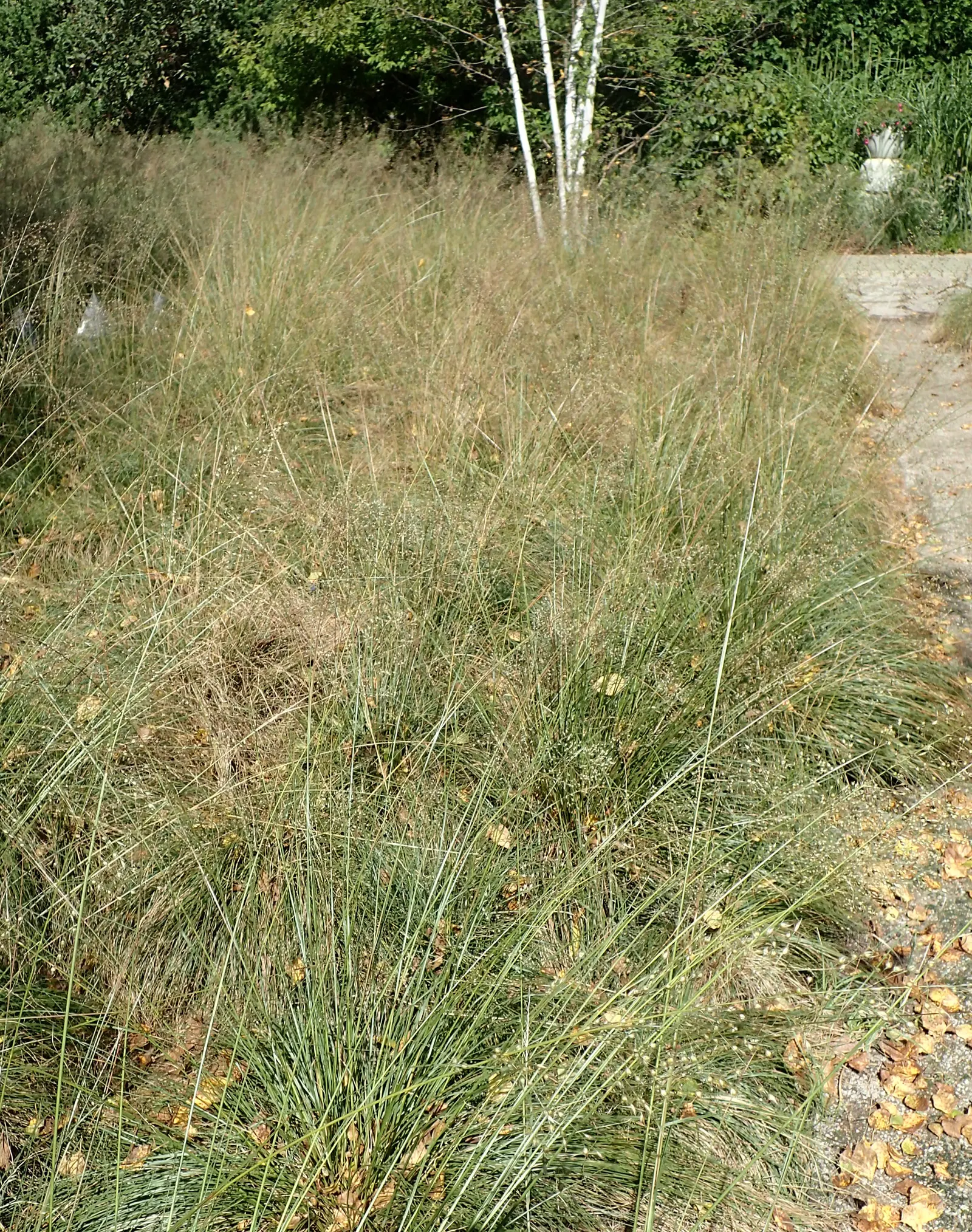 Prairie Dropseed (Sporobolus Heterolepis) — Esteemed for its fine-textured foliage and airy