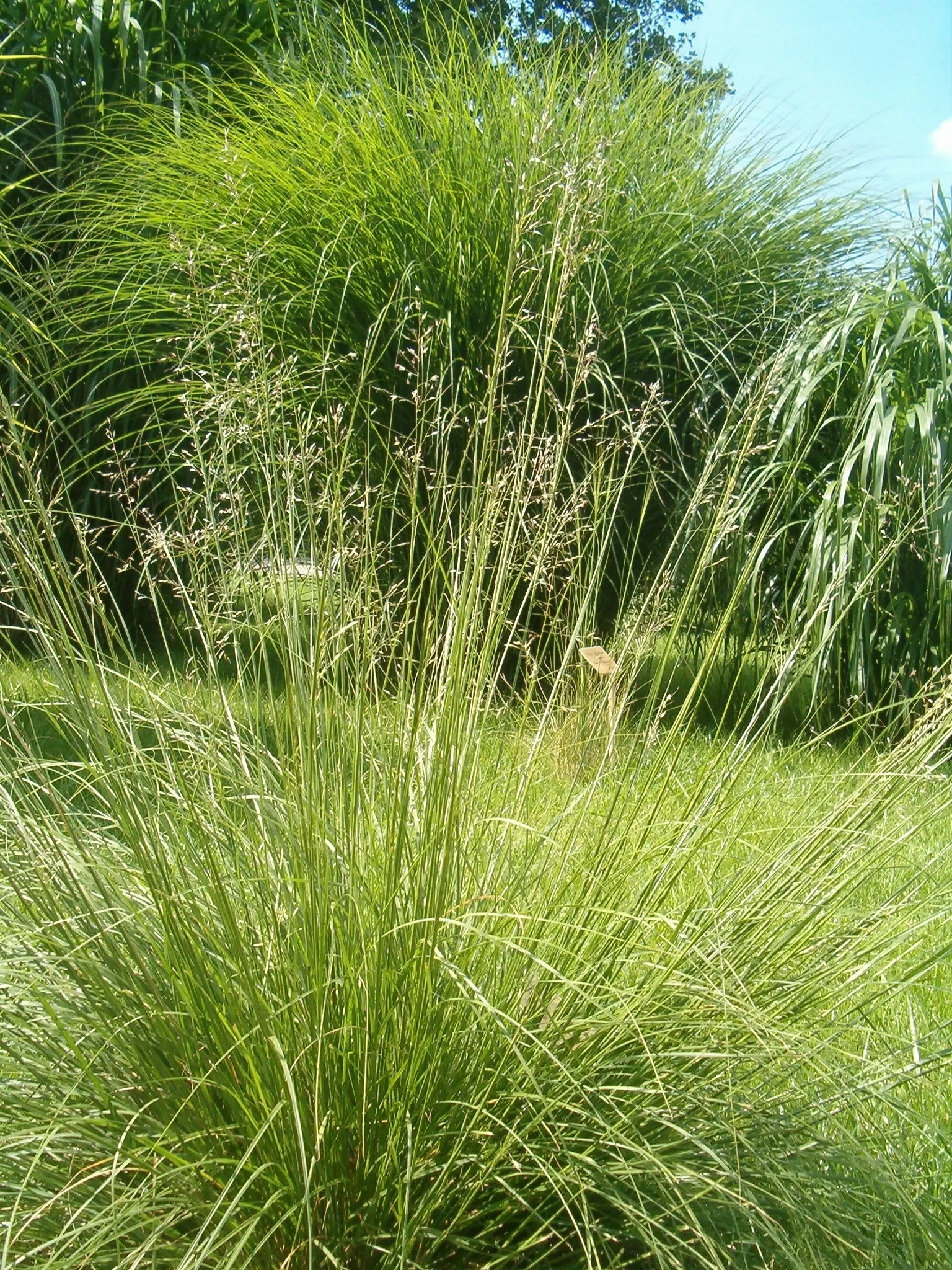Prairie Dropseed (Sporobolus Heterolepis) — Adaptable and hardy, it thrives in full sun and well-drained soils, requiring minimal care