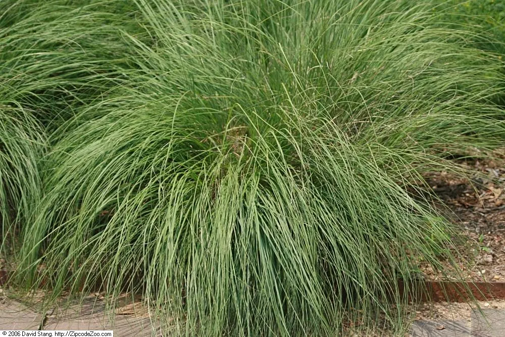 Prairie Dropseed (Sporobolus Heterolepis) — this native offers stunning golden fall color