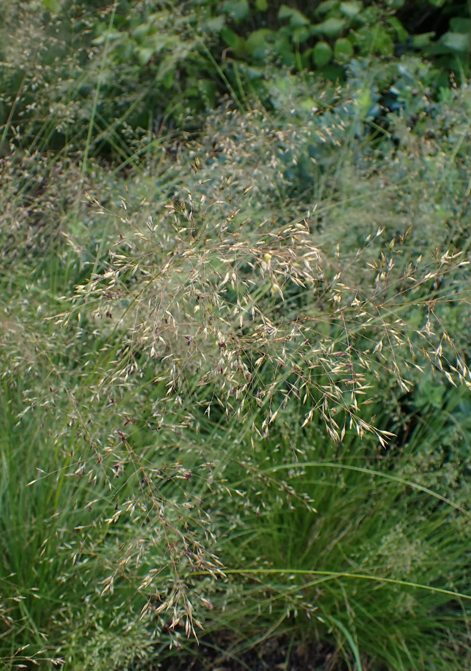 Prairie Dropseed (Sporobolus Heterolepis) — scientifically named Sporobolus heterolepis; grass for full