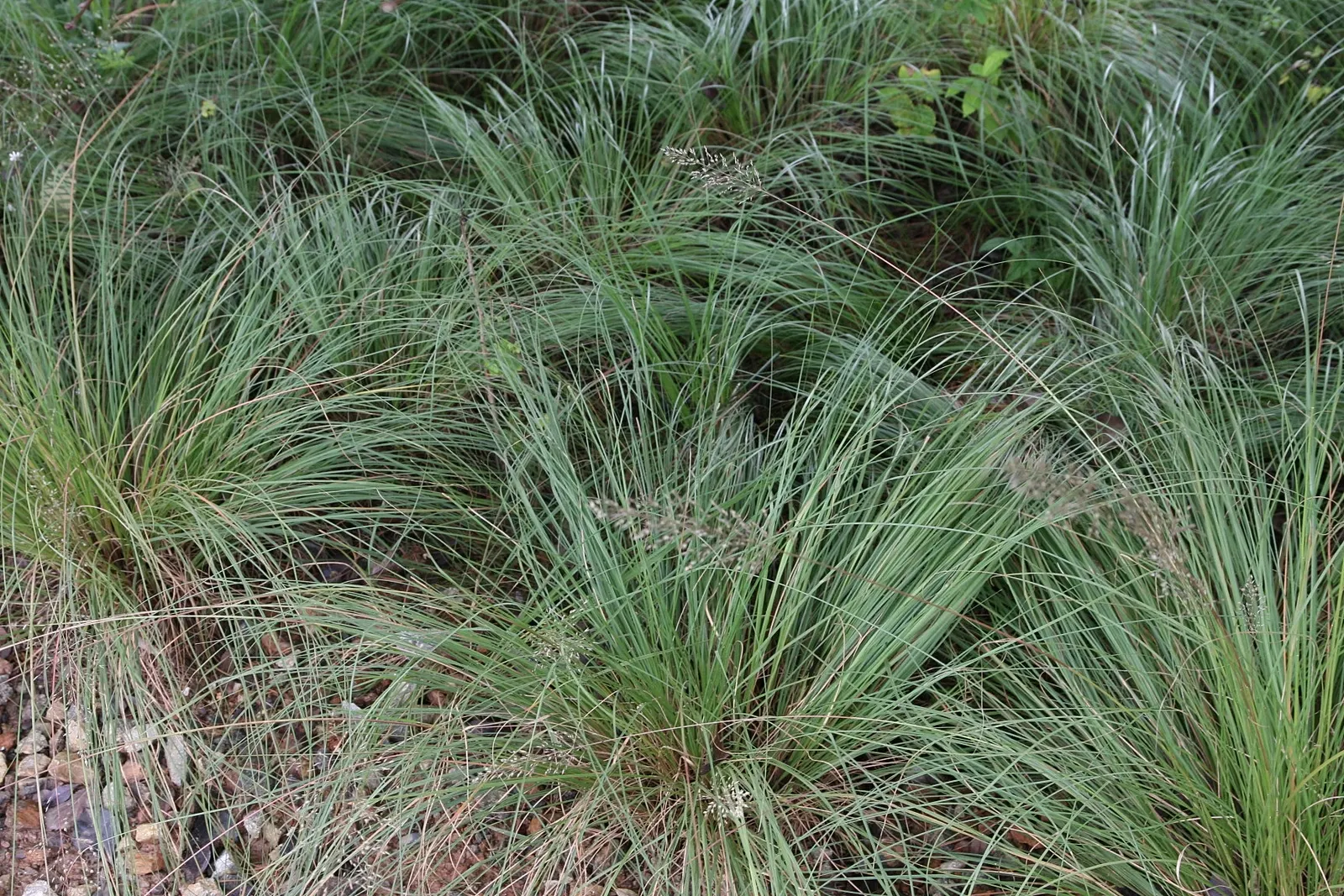 Prairie Dropseed (Sporobolus Heterolepis) — exuding a unique scent reminiscent of coriander