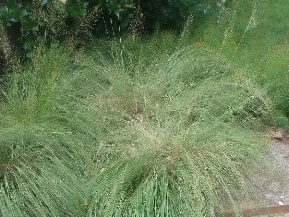 Prairie Dropseed (Sporobolus Heterolepis) — clumping perennial grass reaching 2‚Äì3 ft in height and 2‚Äì3 ft in width