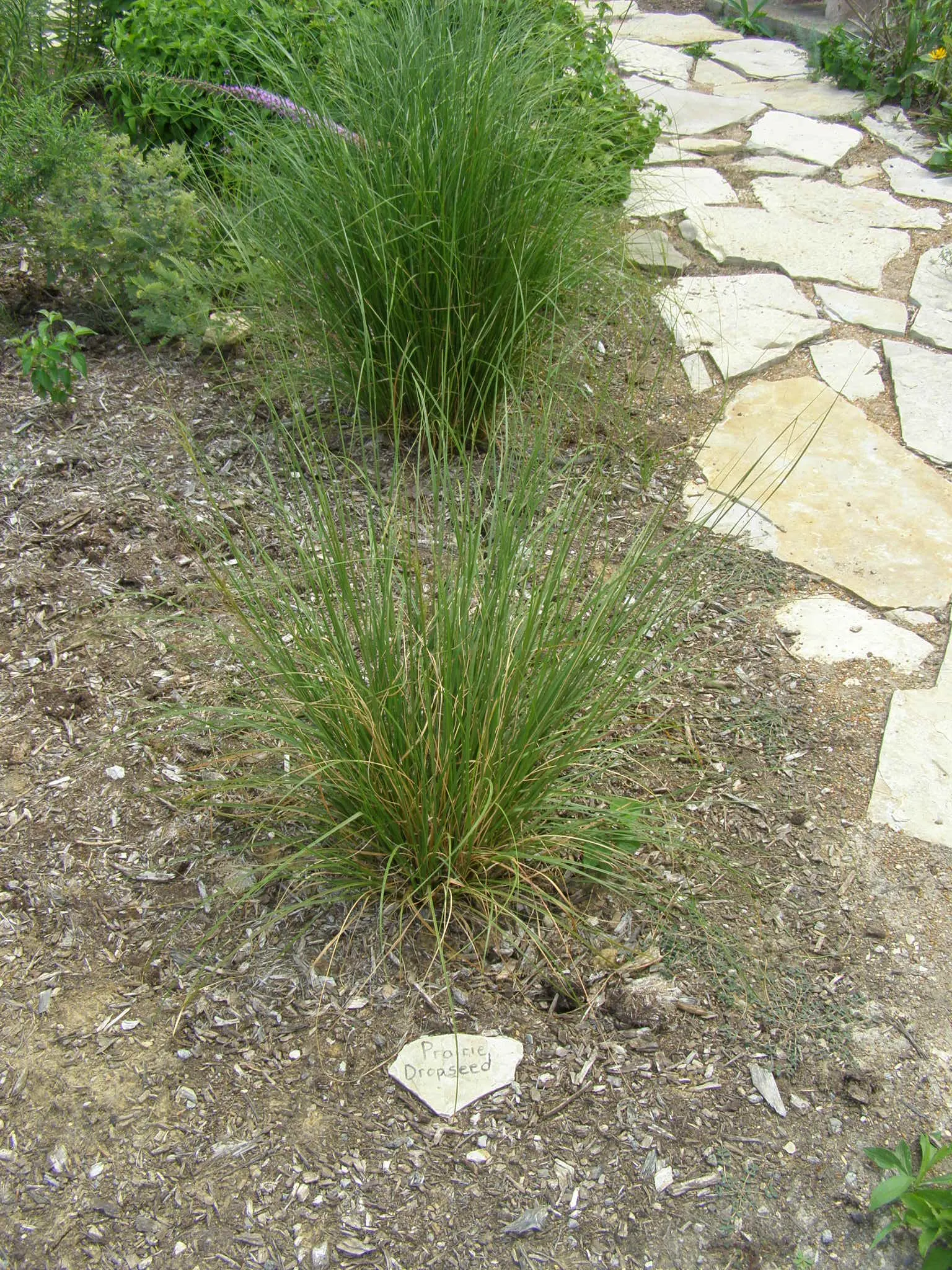 Prairie Dropseed (Sporobolus Heterolepis) — thriving in full sun and requiring minimal maintenance