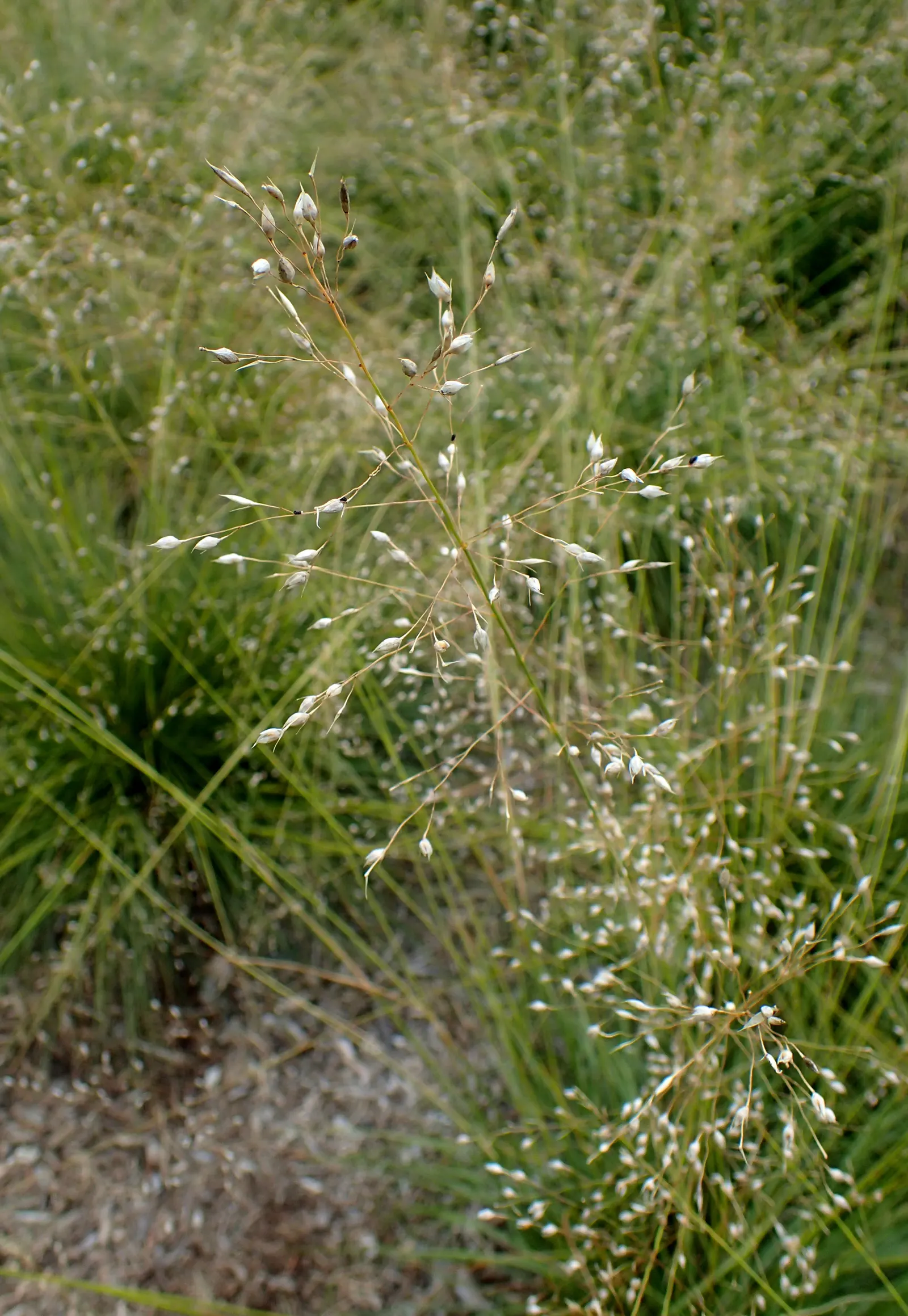 Prairie Dropseed (Sporobolus Heterolepis) — this native offers stunning golden fall color; esteemed for its fine-textured foliage and airy