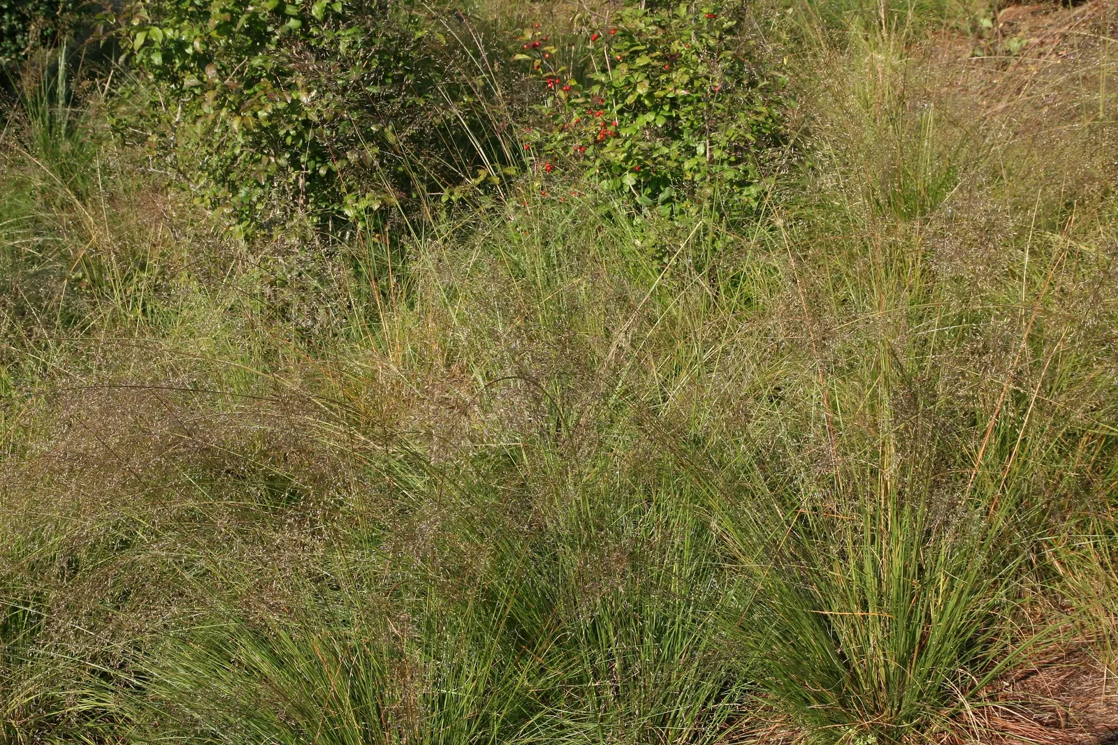 Prairie Dropseed (Sporobolus Heterolepis) — Ideal for borders and naturalistic plantings with year-round visual interest