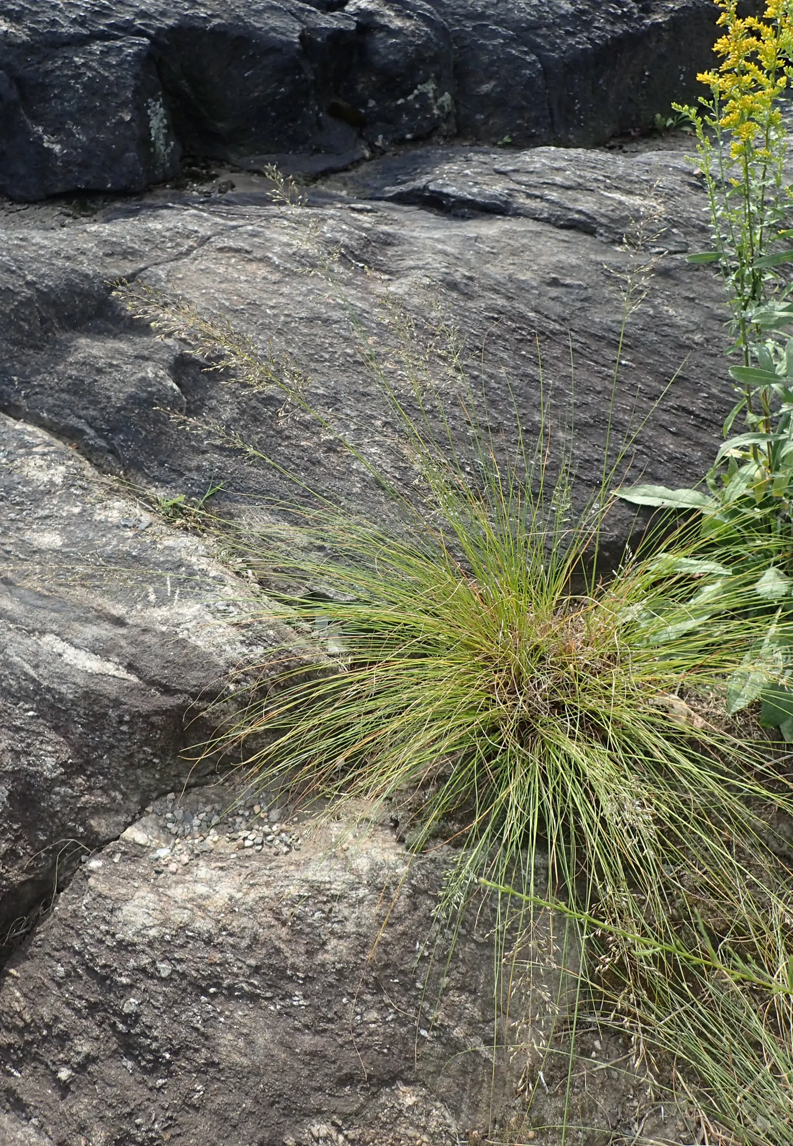 Prairie Dropseed (Sporobolus Heterolepis) — In late summer to early fall