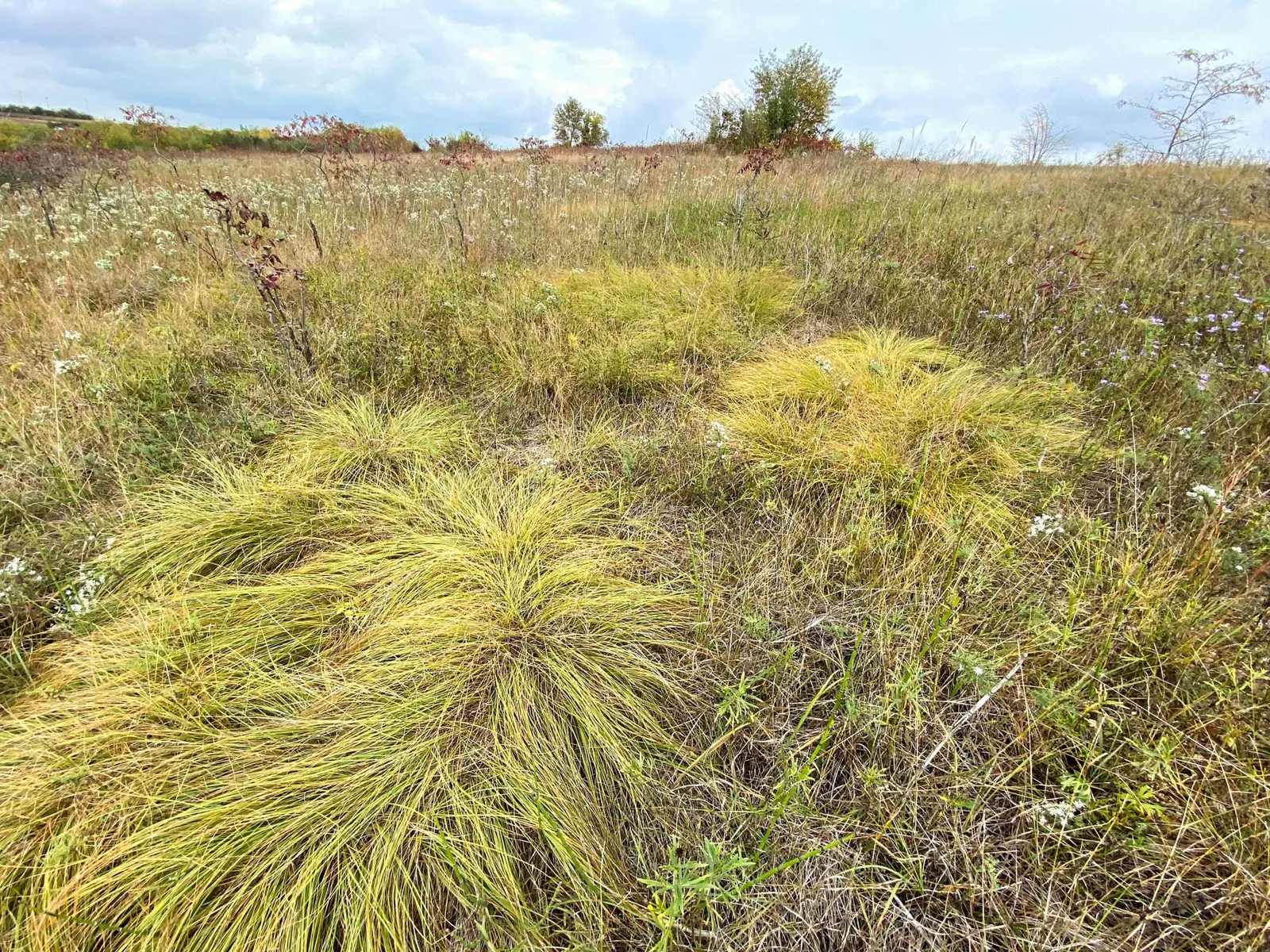 Prairie Dropseed (Sporobolus Heterolepis) — grass with pink blooms