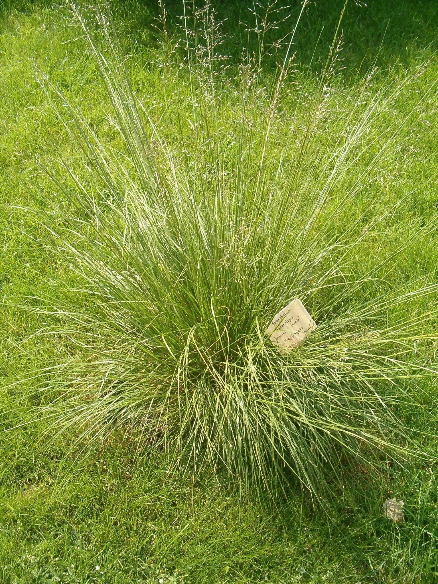 Prairie Dropseed (Sporobolus Heterolepis) — fragrant panicles that rise above the foliage
