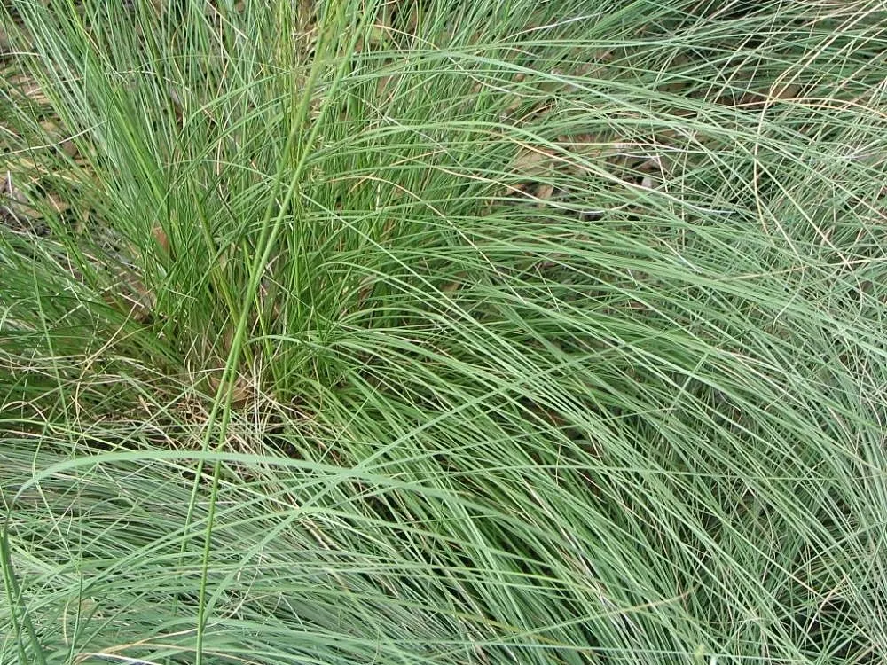 Prairie Dropseed (Sporobolus Heterolepis) — It typically grows to a height of 2 to 3 feet and spreads equally wide