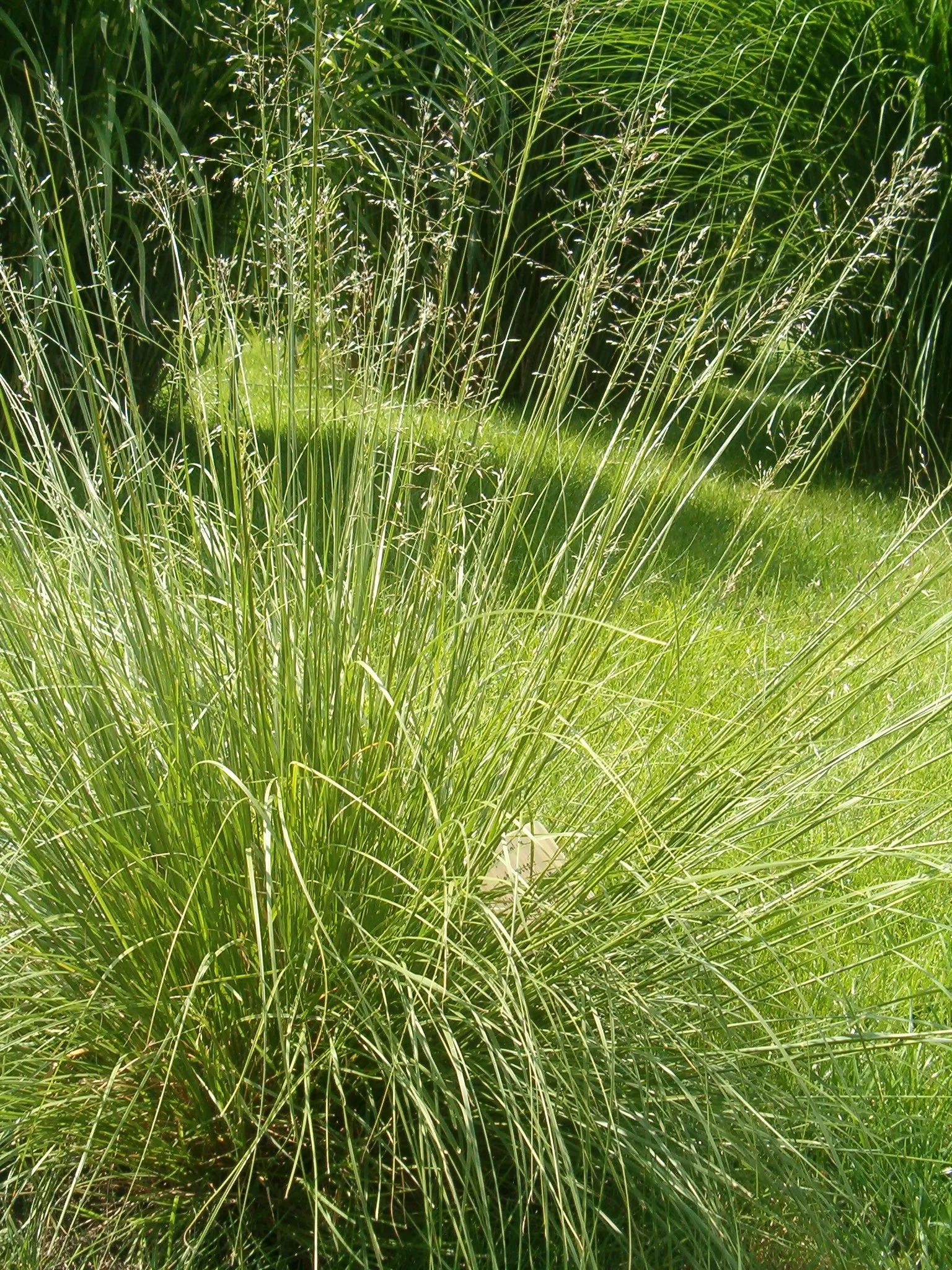Prairie Dropseed (Sporobolus Heterolepis) — The seed heads contribute ornamental value through winter