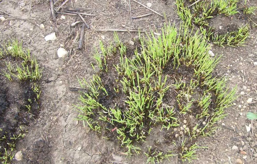 Prairie Dropseed (Sporobolus Heterolepis) — perennial grass establishes a dense; the seed heads contribute ornamental value through winter