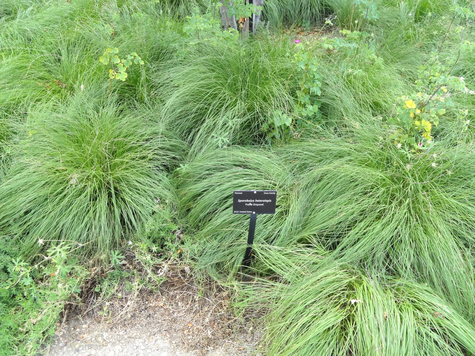 Prairie Dropseed (Sporobolus Heterolepis) — perennial grass establishes a dense