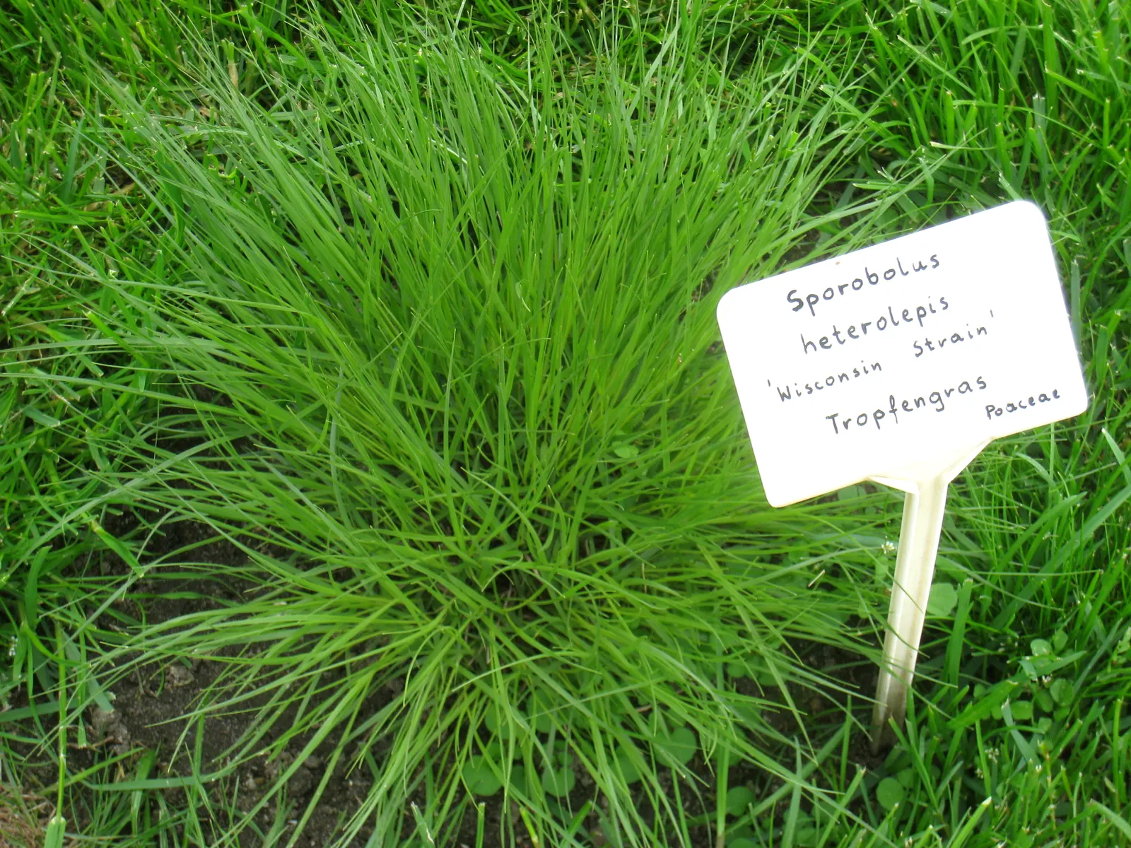 Prairie Dropseed (Sporobolus Heterolepis) — fragrant blooms rising above in late summer