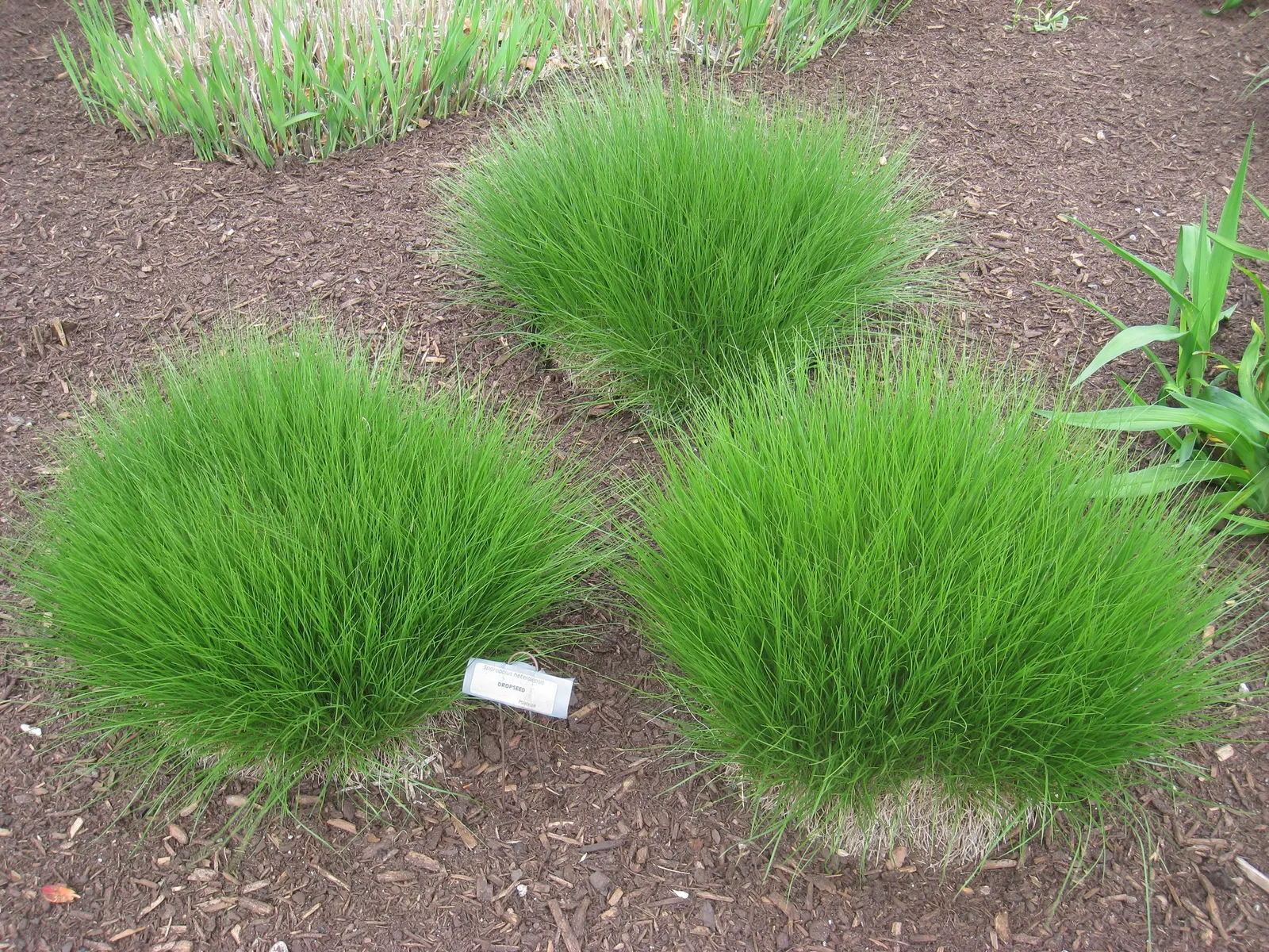Prairie Dropseed (Sporobolus Heterolepis) — and they also offer a food source for birds and other wildlife.<br><br>Adaptable to a range of soil conditions