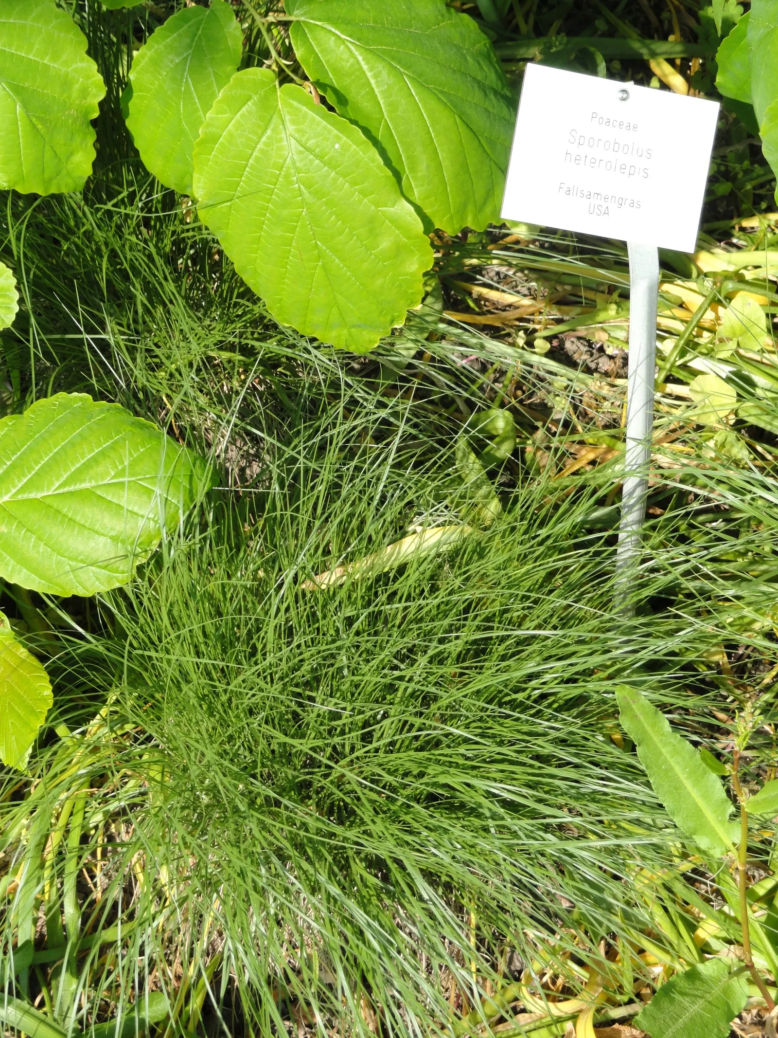 Prairie Dropseed (Sporobolus Heterolepis) — consider its potential as a groundcover or as an accent in rock gardens