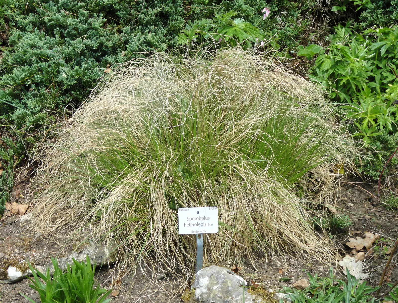 Prairie Dropseed (Sporobolus Heterolepis) — Esteemed for its fine-textured foliage and airy; in late summer to early fall