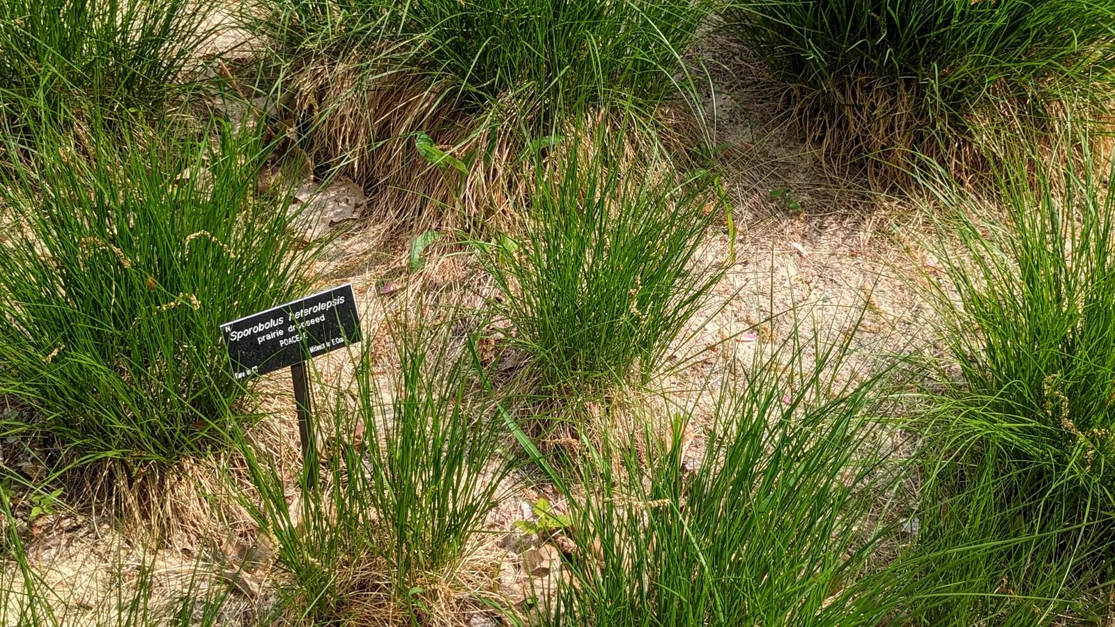 Prairie Dropseed (Sporobolus Heterolepis) — emerald-green leaves that turn a golden hue with touches of orange in the fall
