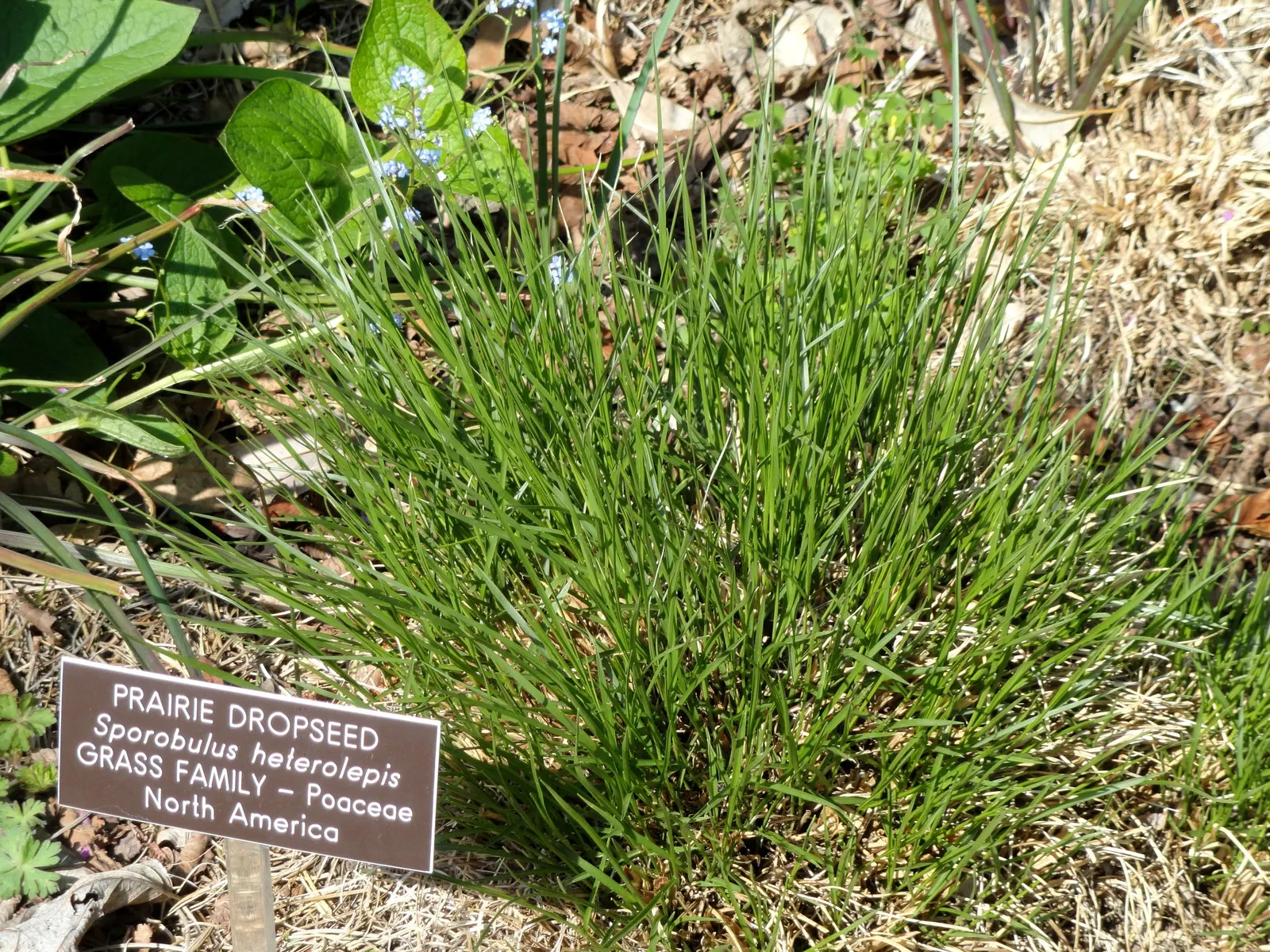 Prairie Dropseed (Sporobolus Heterolepis) — Adaptable and hardy, it thrives in full sun and well-drained soils, requiring minimal care; perennial grass