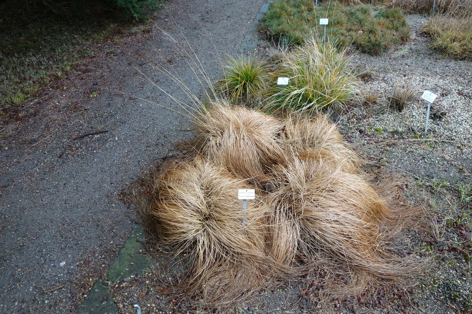 Prairie Dropseed (Sporobolus Heterolepis) — Sporobolus heterolepis is drought-tolerant once established