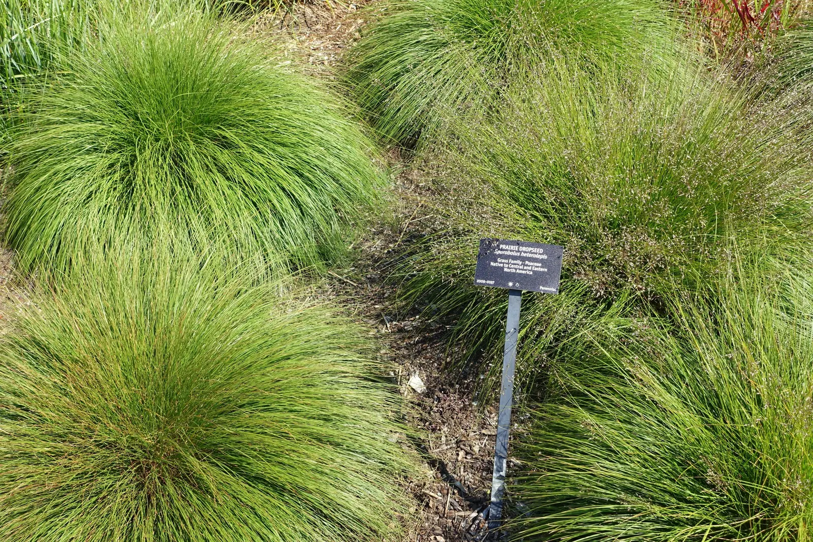 Prairie Dropseed (Sporobolus Heterolepis) — grass for full