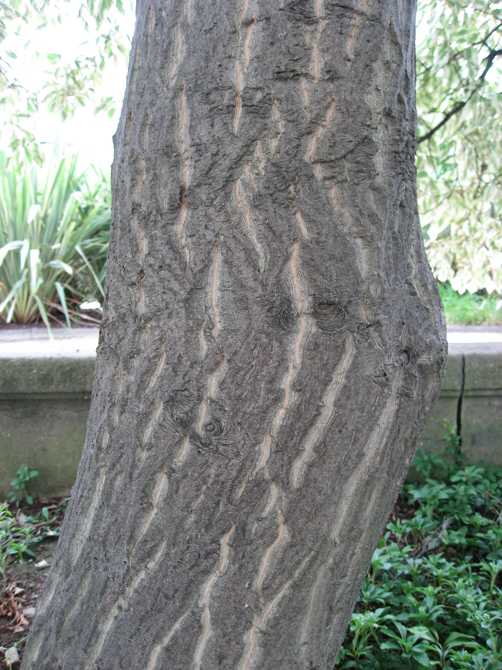 Wedding Cake Tree (Cornus Controversa 'Variegata') — The horizontal branches form meticulously leveled tiers; which stands out against the green centers