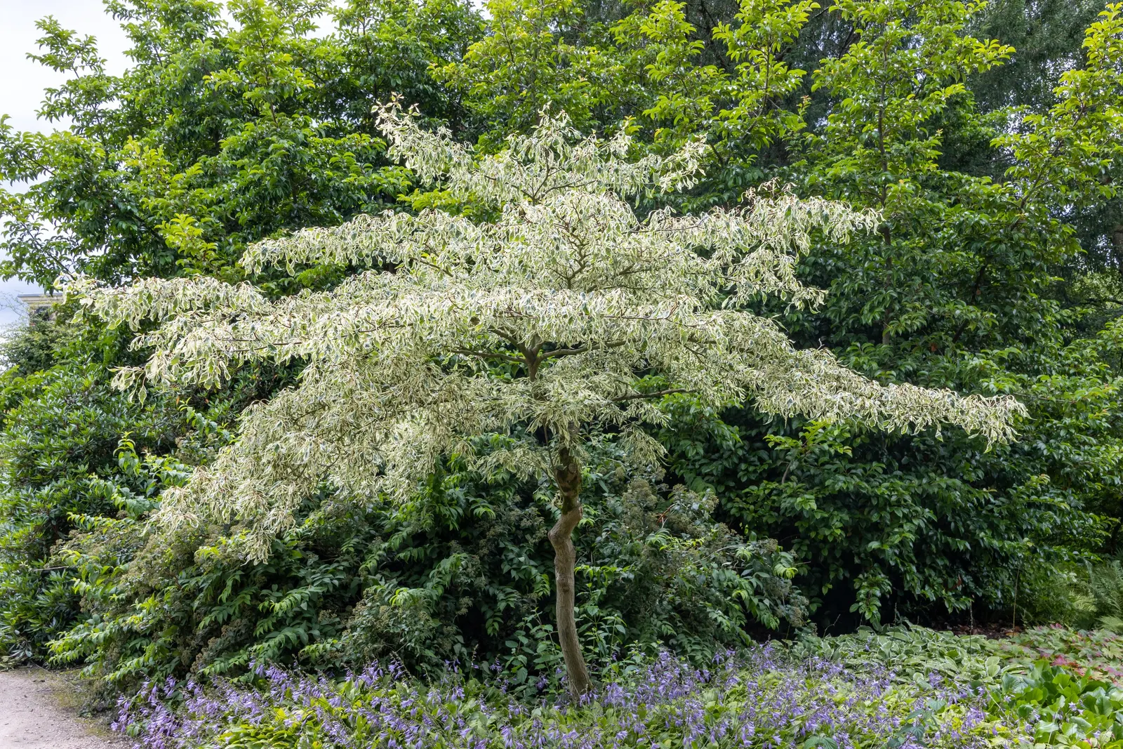 Wedding Cake Tree (Cornus Controversa 'Variegata') — It features variegated leaves with white margins that turn reddish-purple in fall; the, image 42