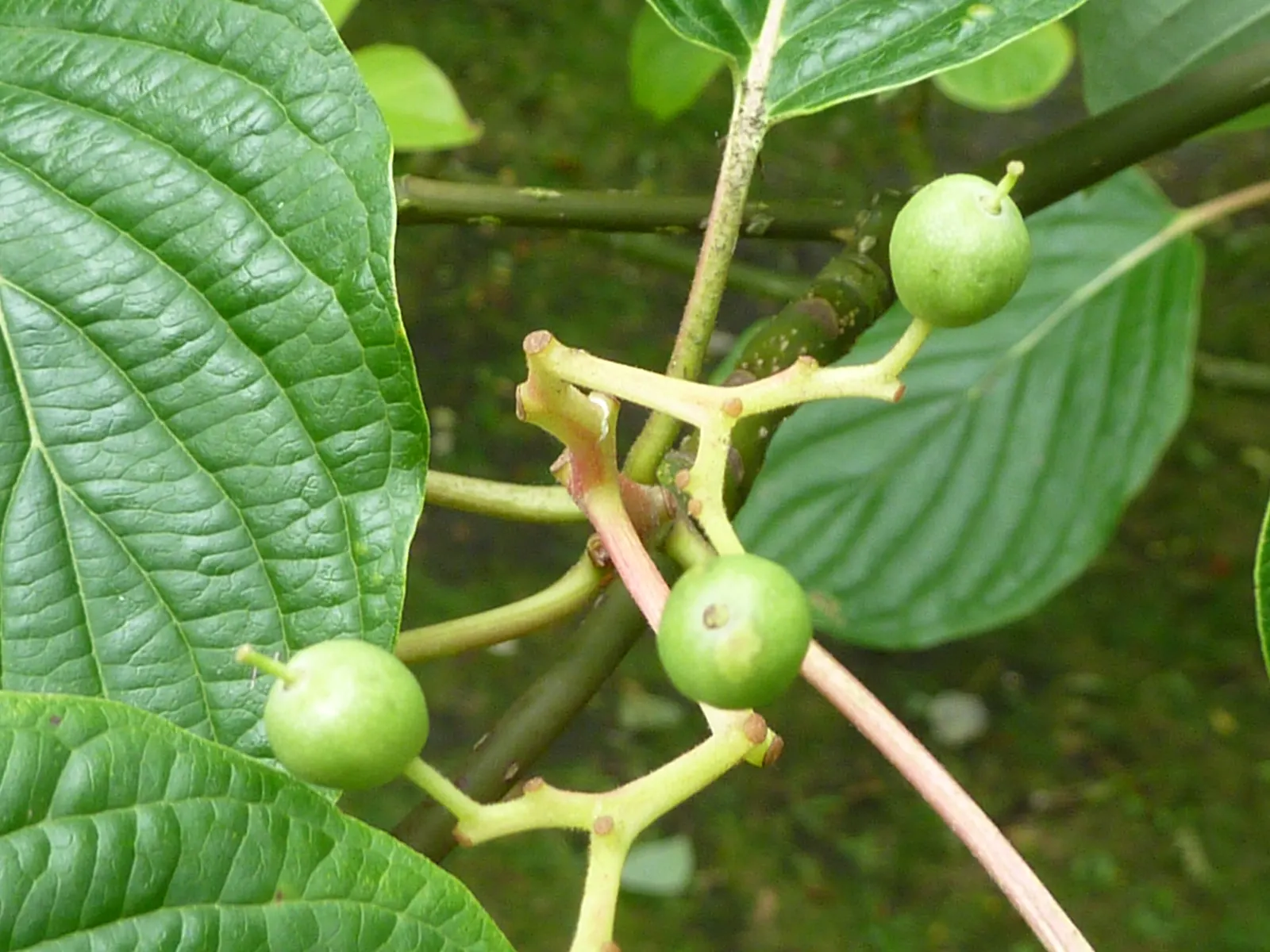 Wedding Cake Tree (Cornus Controversa 'Variegata') — Prefers full sun to part shade and well-drained soil; creamy-white flowers that create a soft, image 65