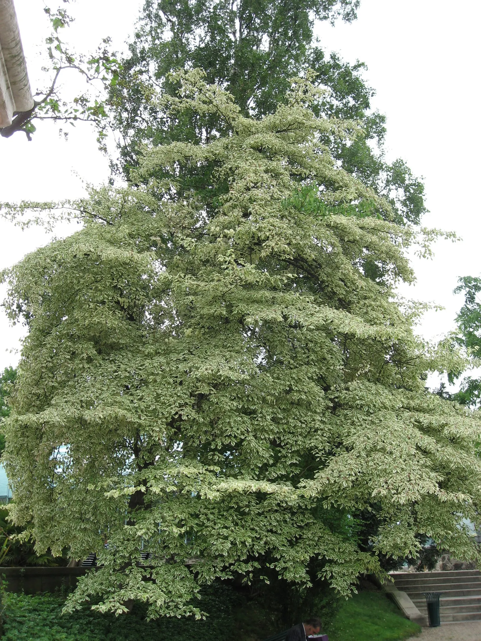 Wedding Cake Tree (Cornus Controversa 'Variegata') — It features variegated leaves with white margins that turn reddish-purple in fall; the horizontal branches