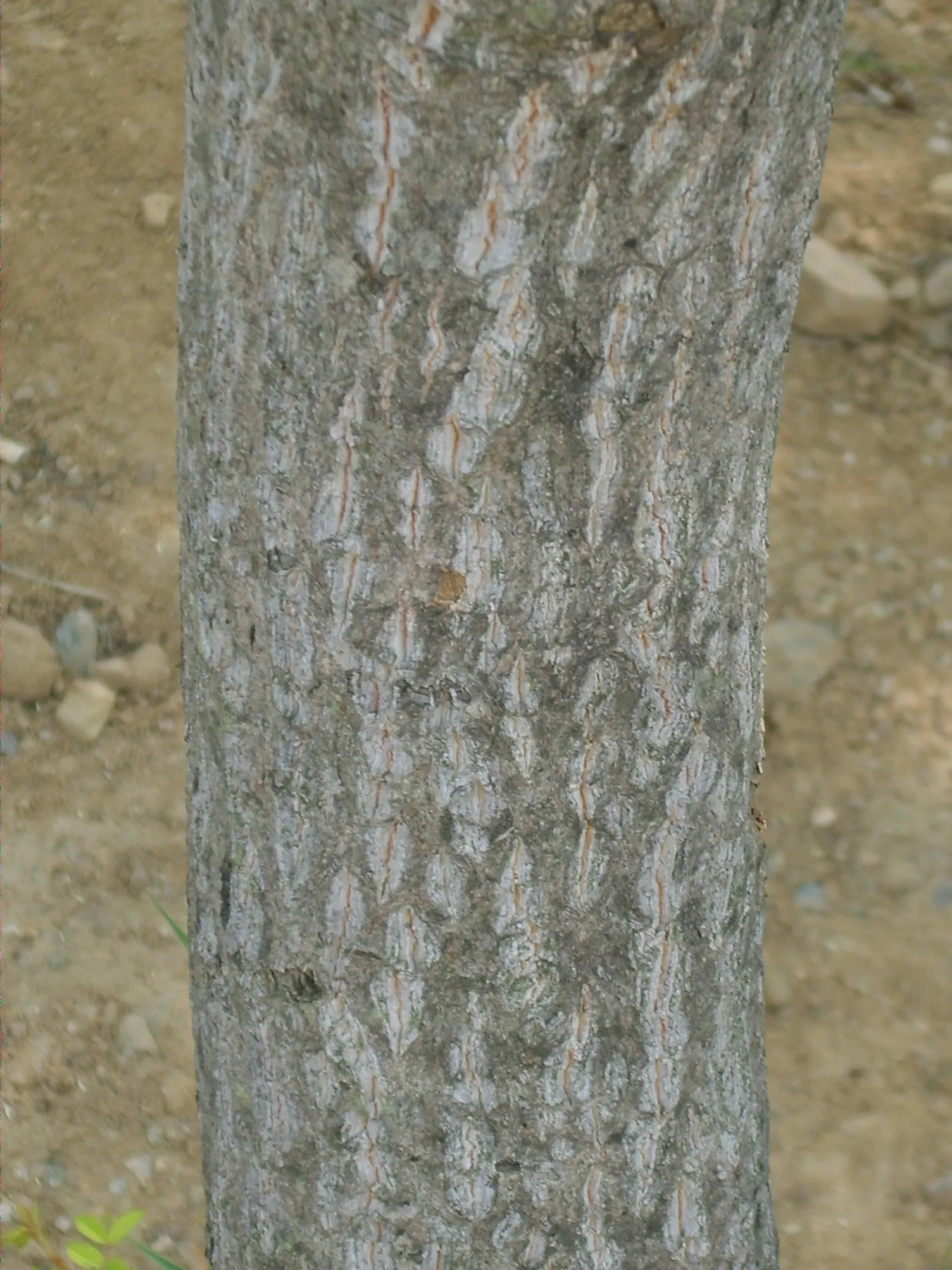 Wedding Cake Tree (Cornus Controversa 'Variegata') — In late spring, it blooms small, star-like white flowers, enhancing its tiered "wedding cake", image 63